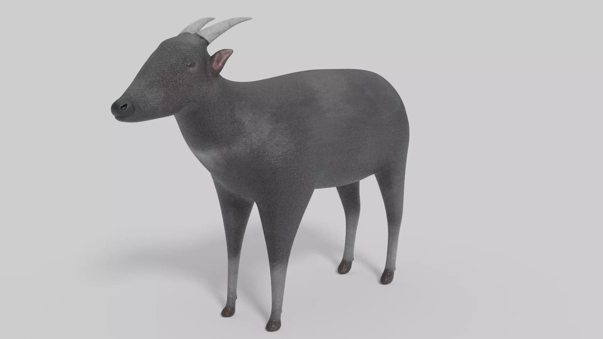 3D Anoa Model goat Low-poly 3D model_0