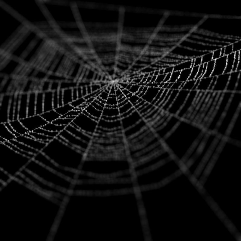 Spiderweb 2 3D model_5