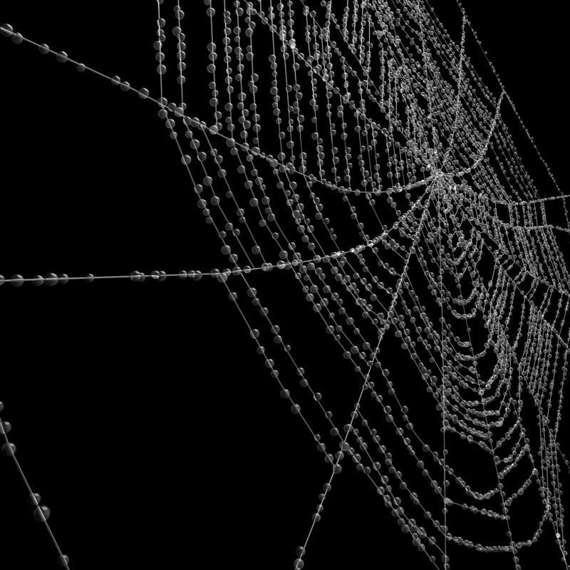 Spiderweb 2 3D model_10