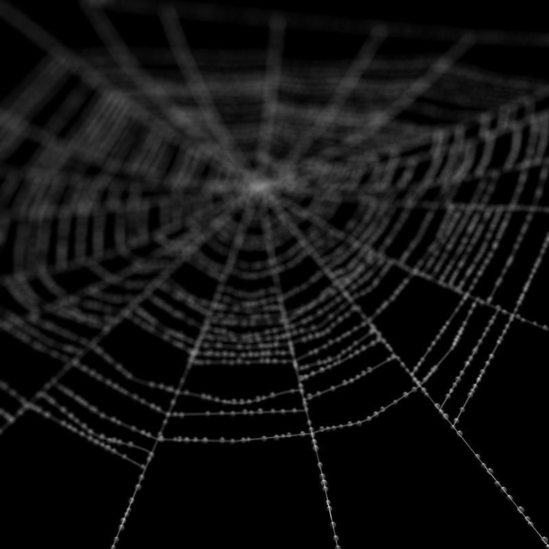 Spiderweb 2 3D model_6