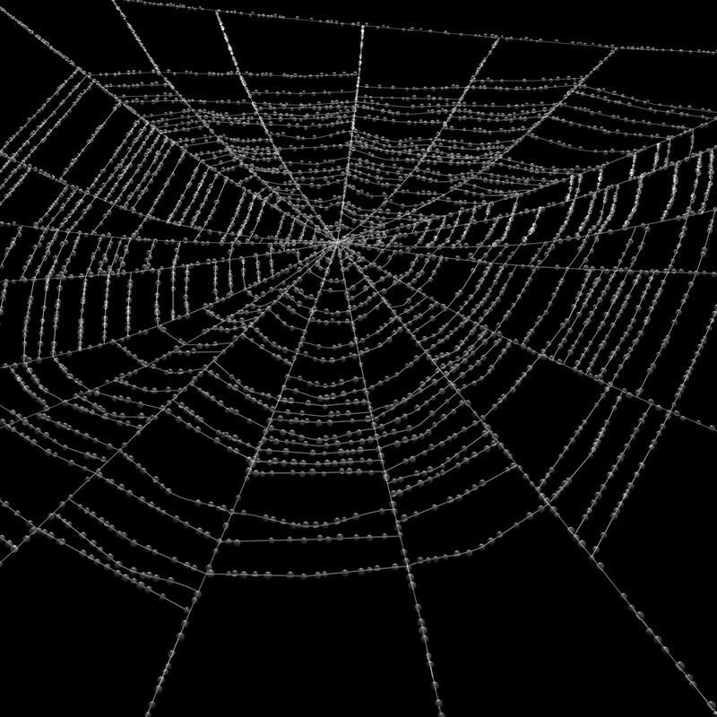 Spiderweb 2 3D model_4
