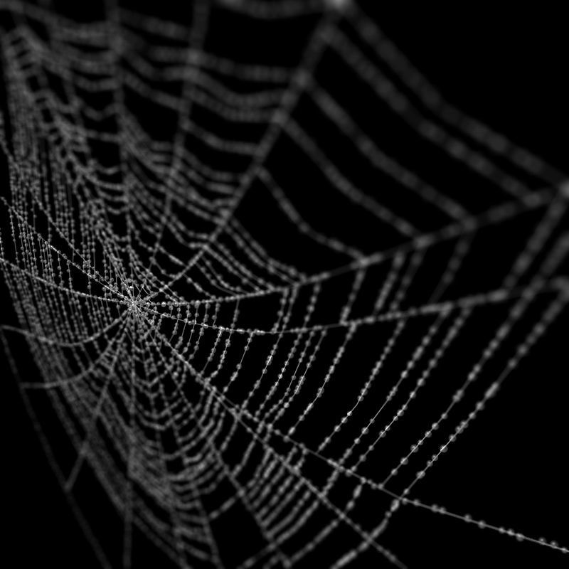 Spiderweb 2 3D model_9