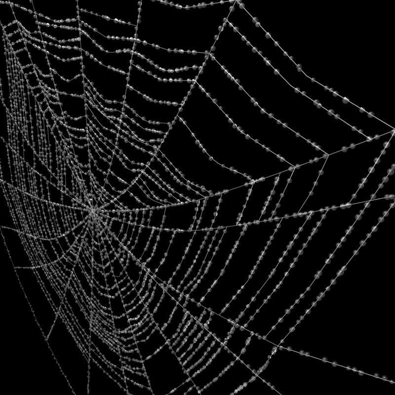 Spiderweb 2 3D model_8