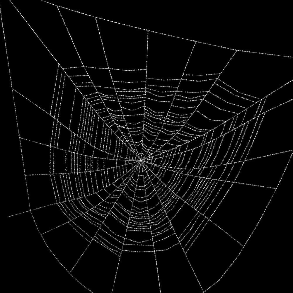 Spiderweb 2 3D model_3