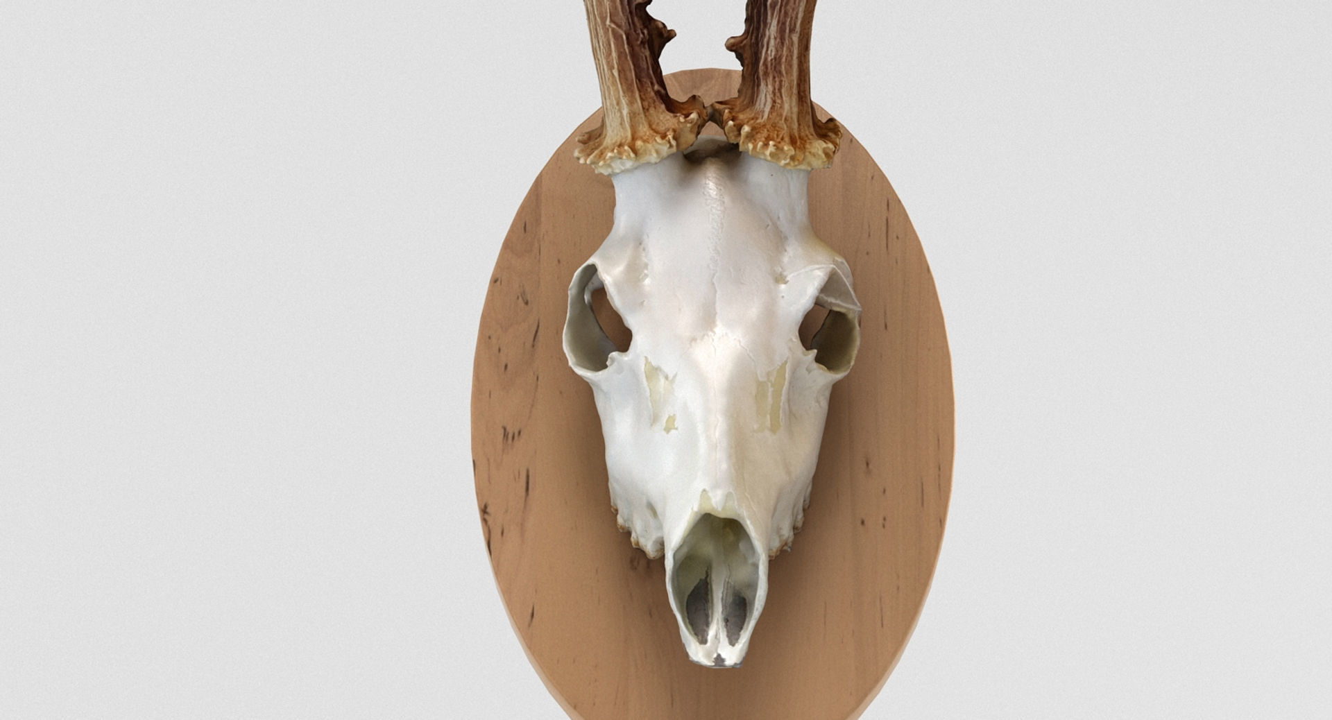 Deer Skull Wall Trophy 3D model_3