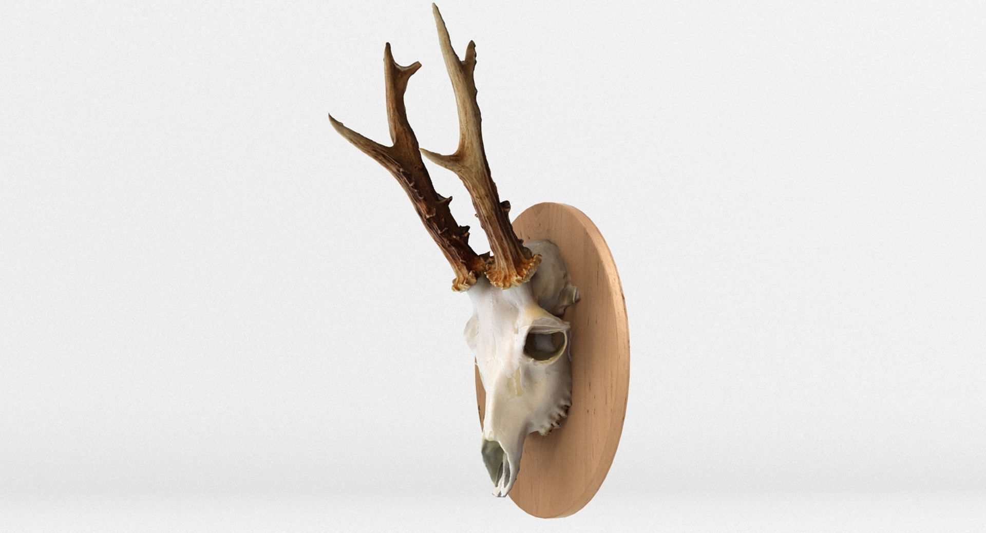 Deer Skull Wall Trophy 3D model_6