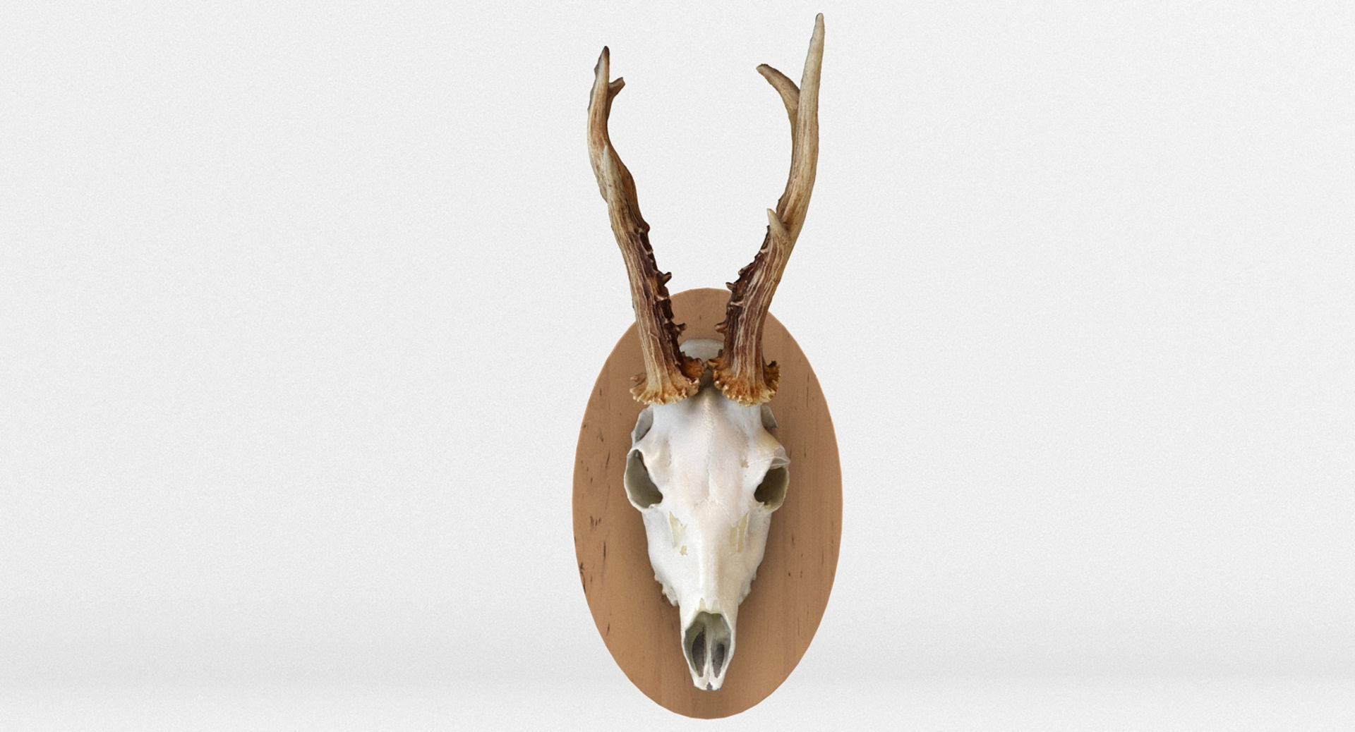 Deer Skull Wall Trophy 3D model_1