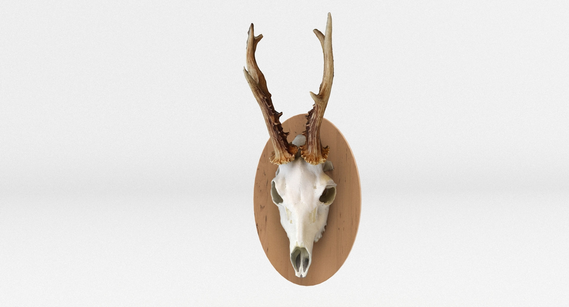 Deer Skull Wall Trophy 3D model_5