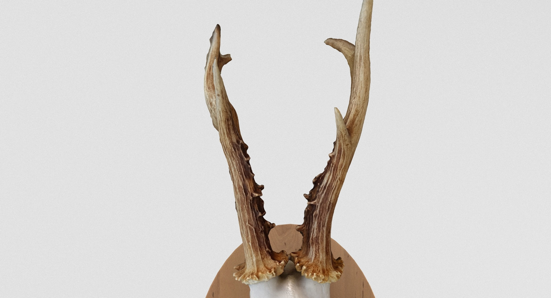 Deer Skull Wall Trophy 3D model_4