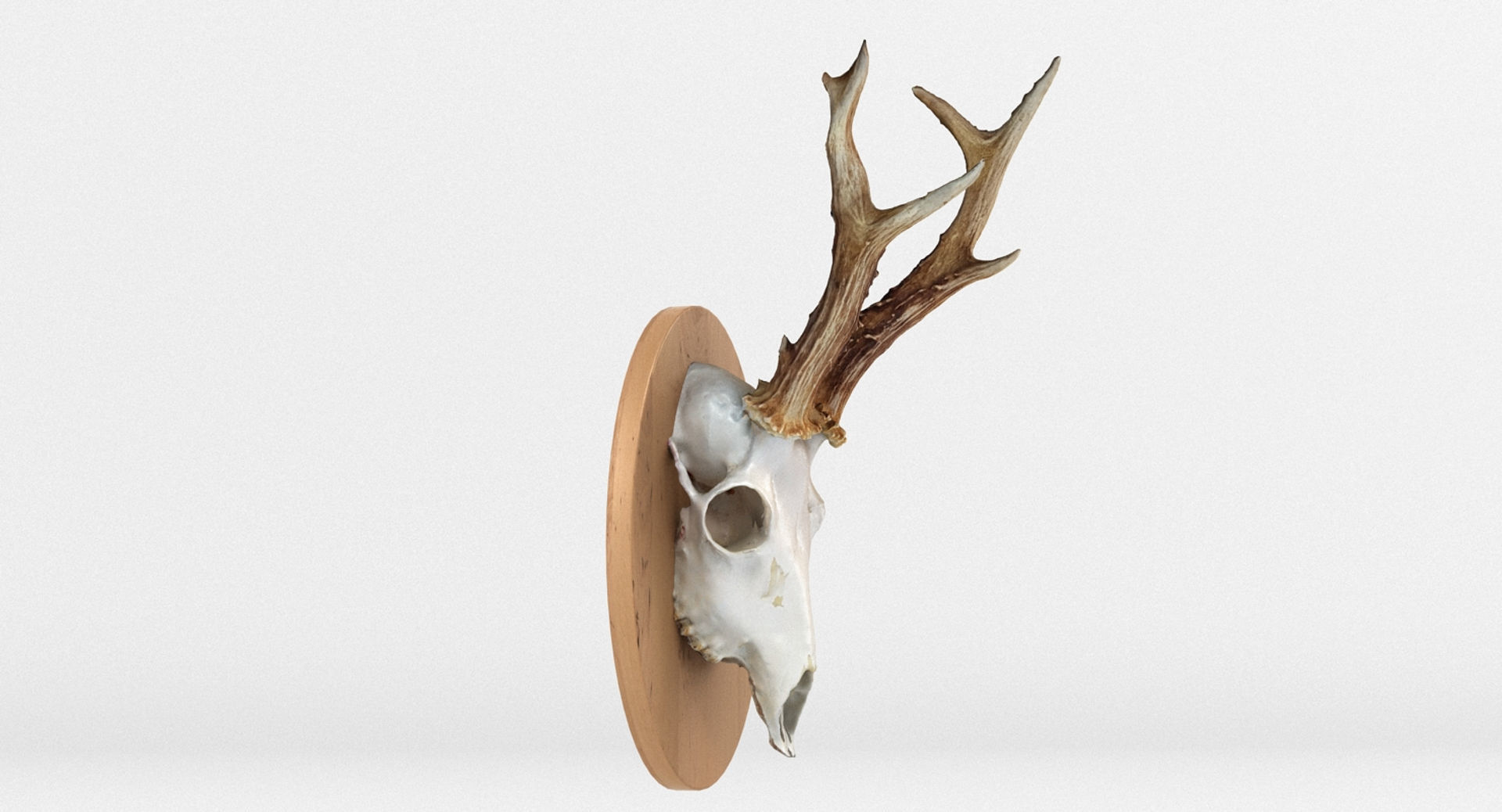 Deer Skull Wall Trophy 3D model_2