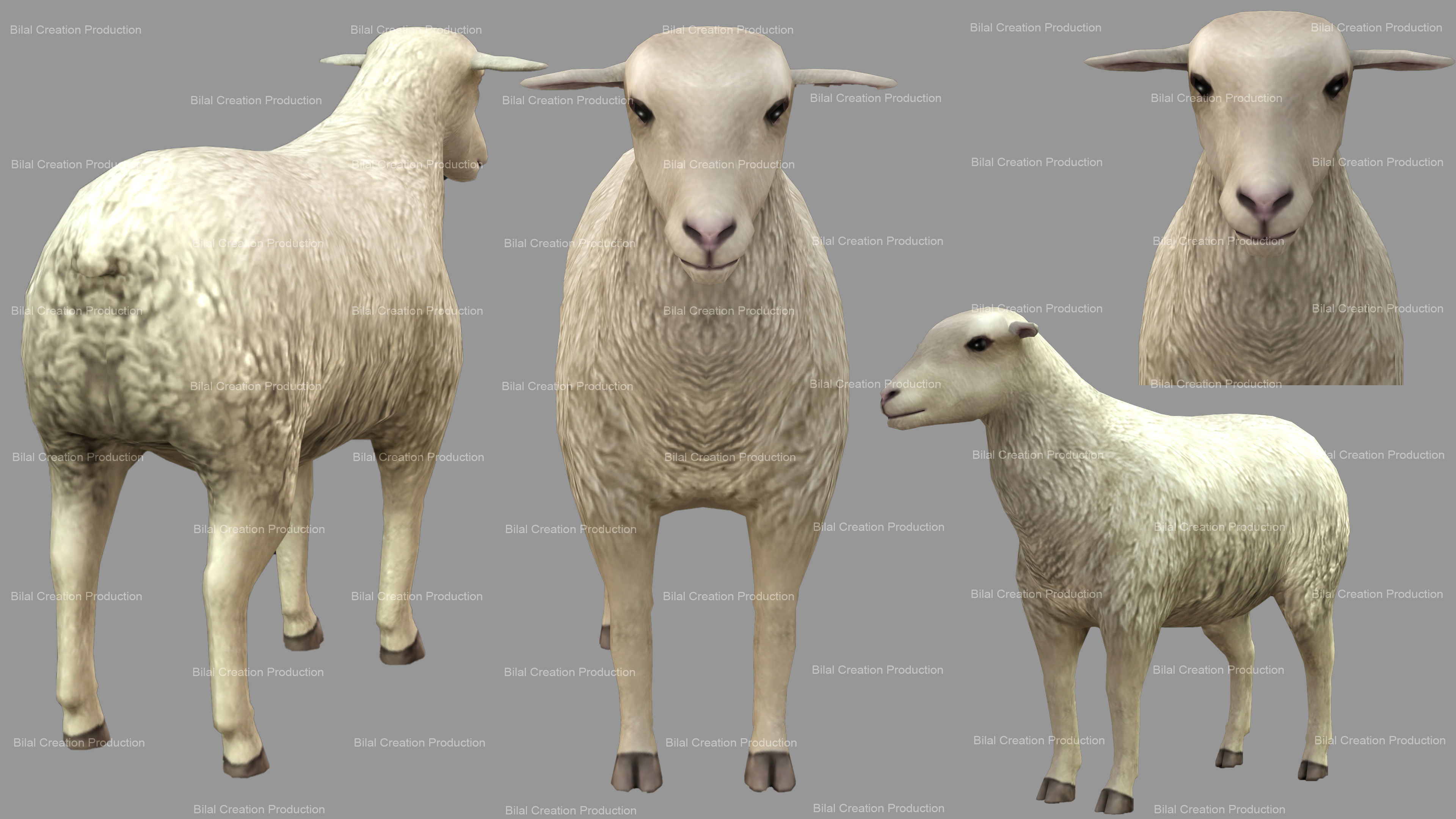 Sheep Animated Low-poly 3D model_2