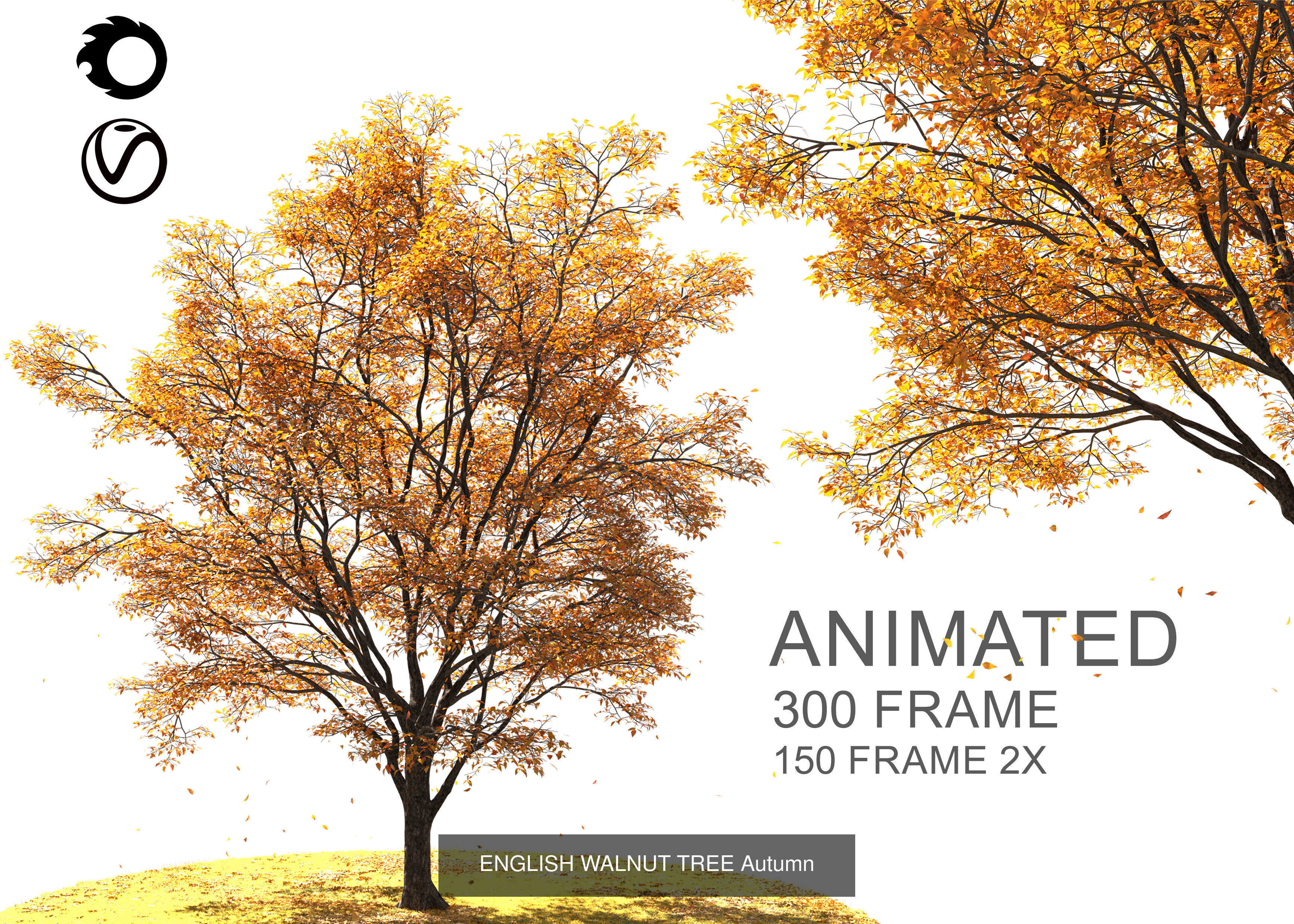 ENGLISH WALNUT 01 3D Model Collection_7