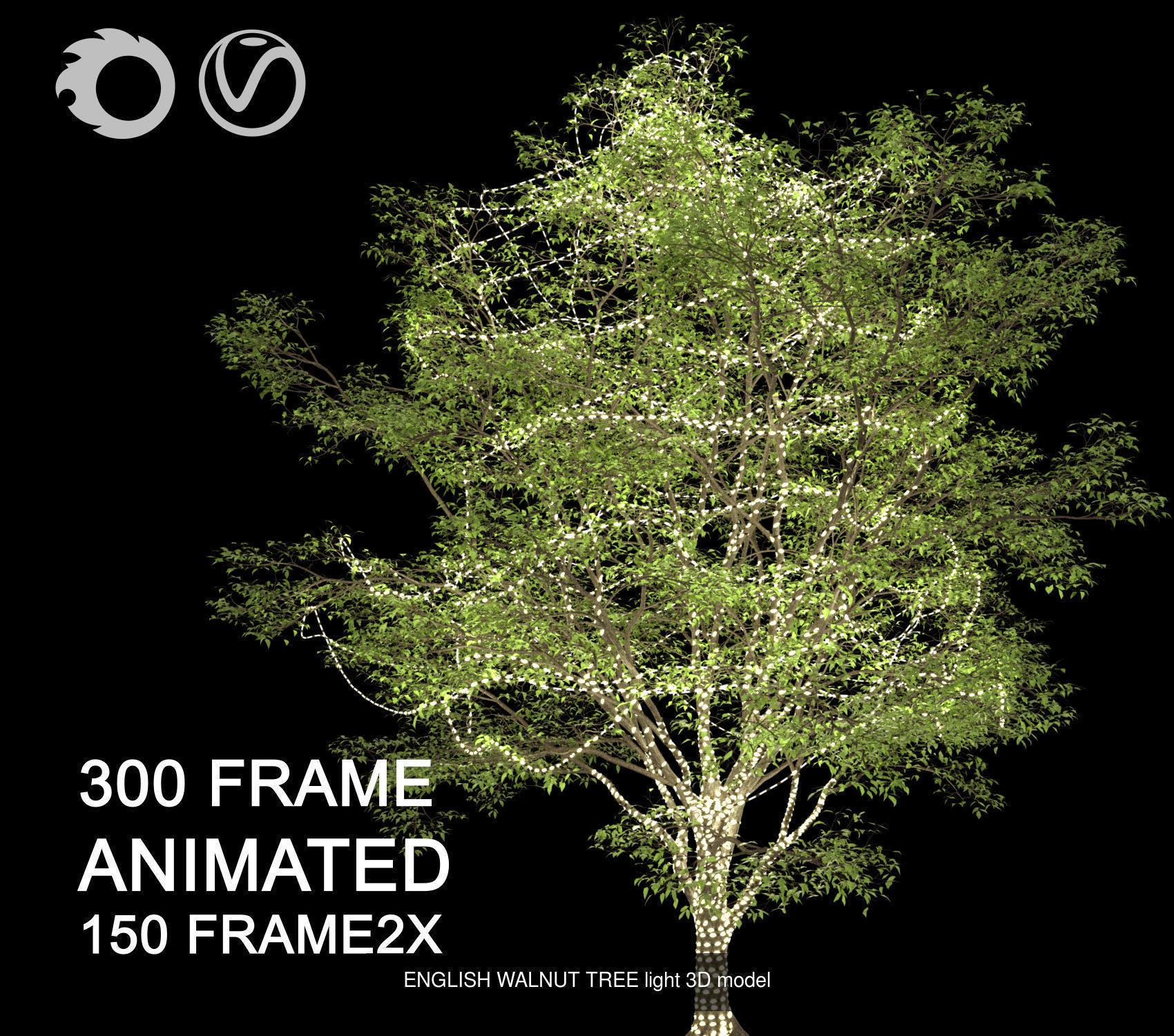 ENGLISH WALNUT 01 3D Model Collection_8