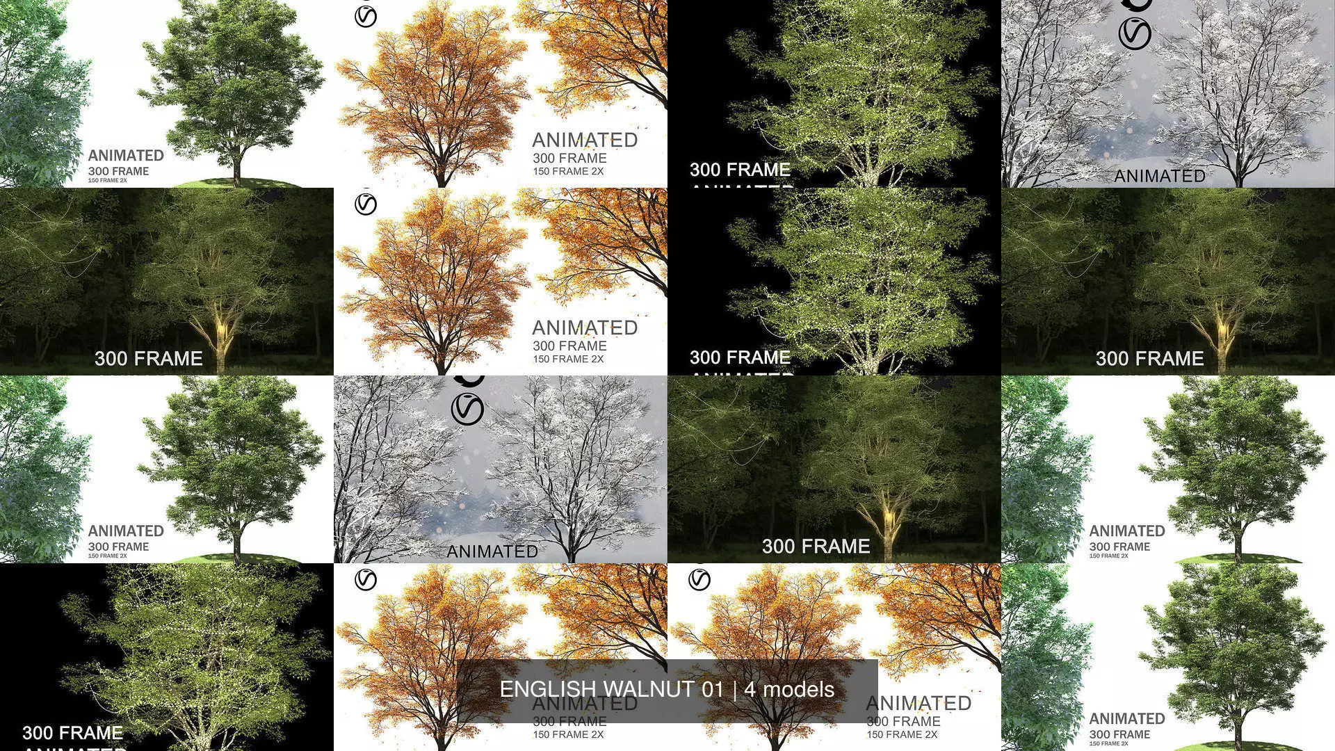 ENGLISH WALNUT 01 3D Model Collection_5
