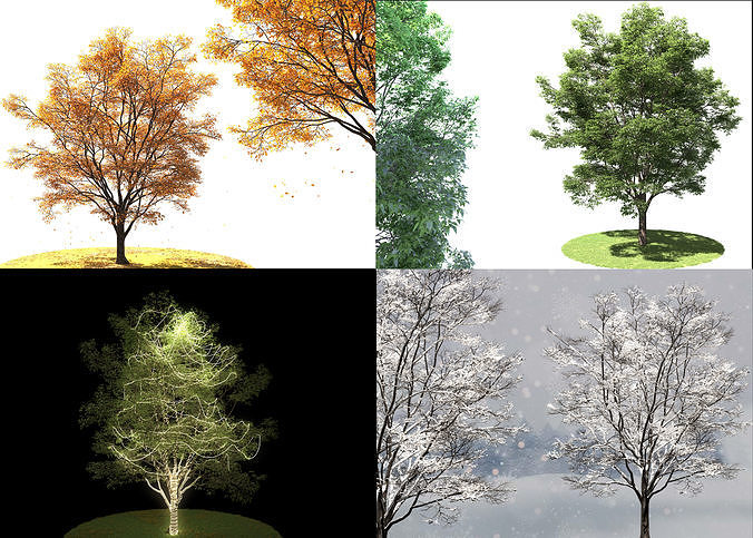 ENGLISH WALNUT 01 3D Model Collection