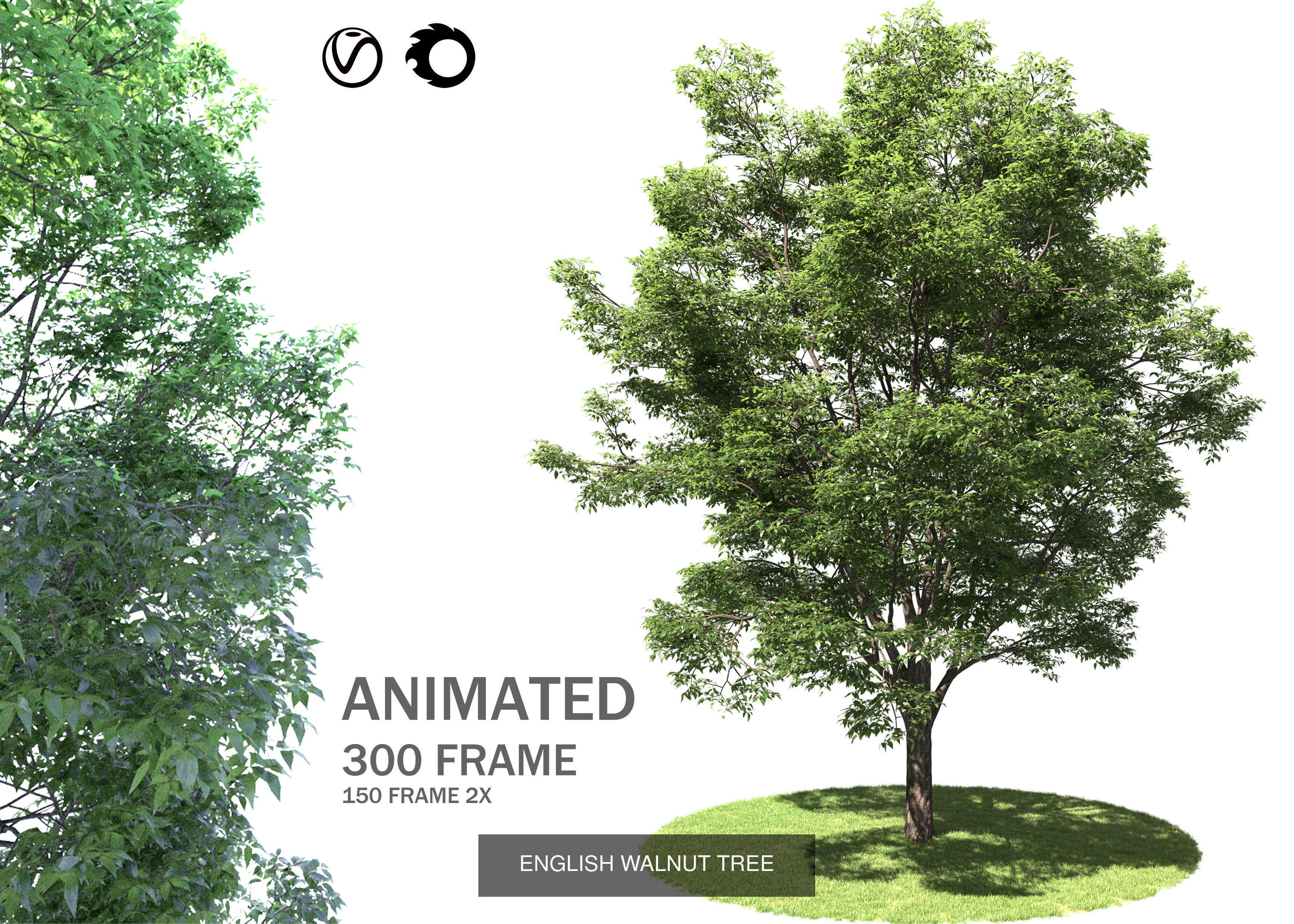 ENGLISH WALNUT 01 3D Model Collection_6