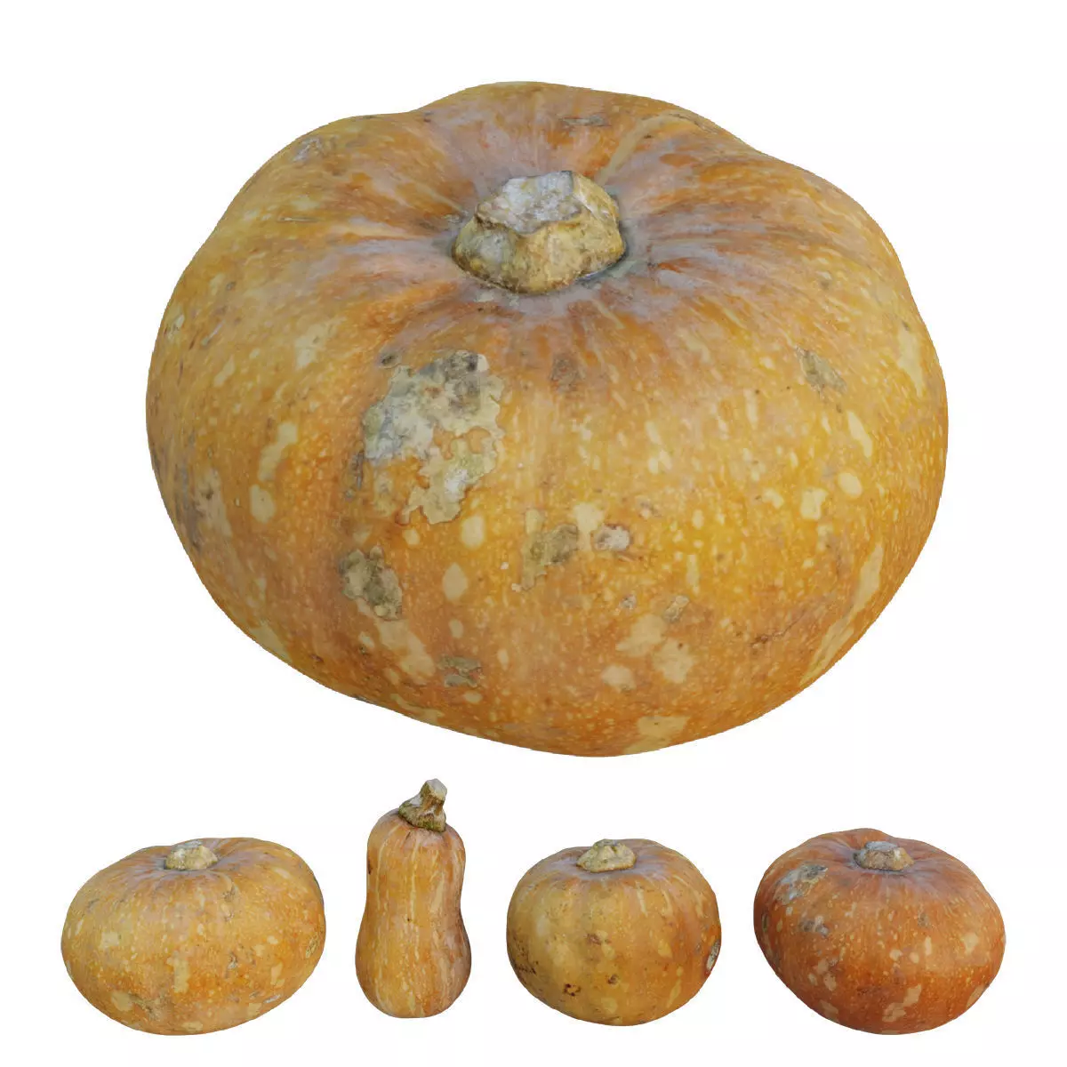Pumpkin squash 3D model