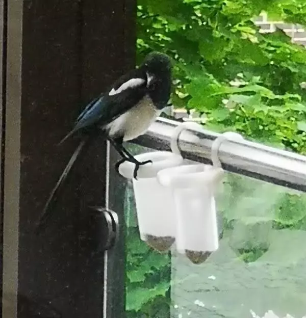 Magpie bird feeder - selective 3D print model_0