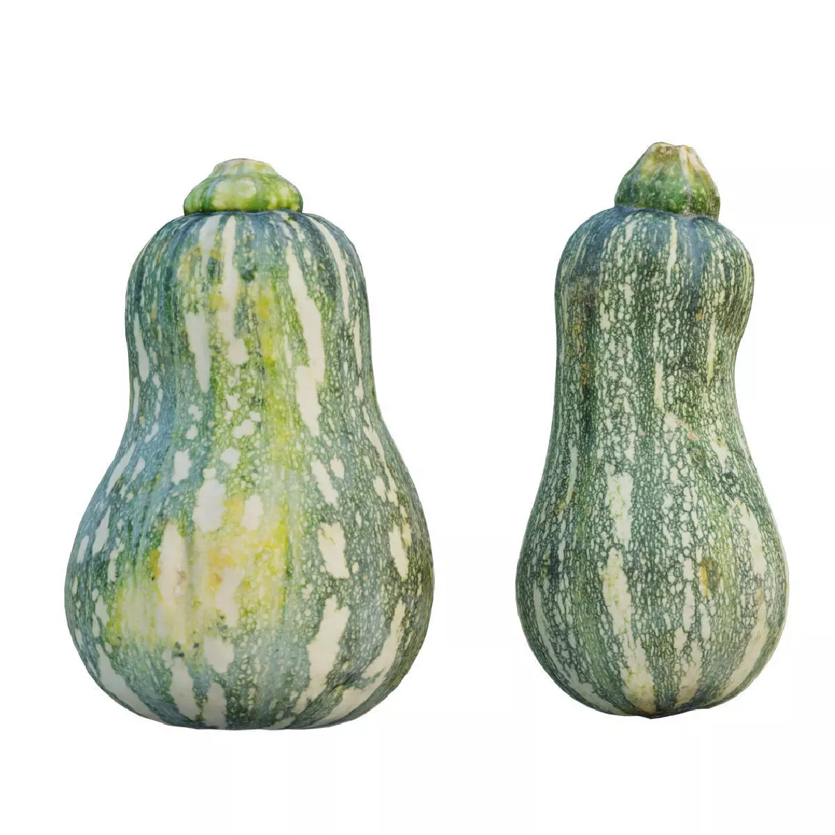 Squash Barbara Butternut 02 3D model