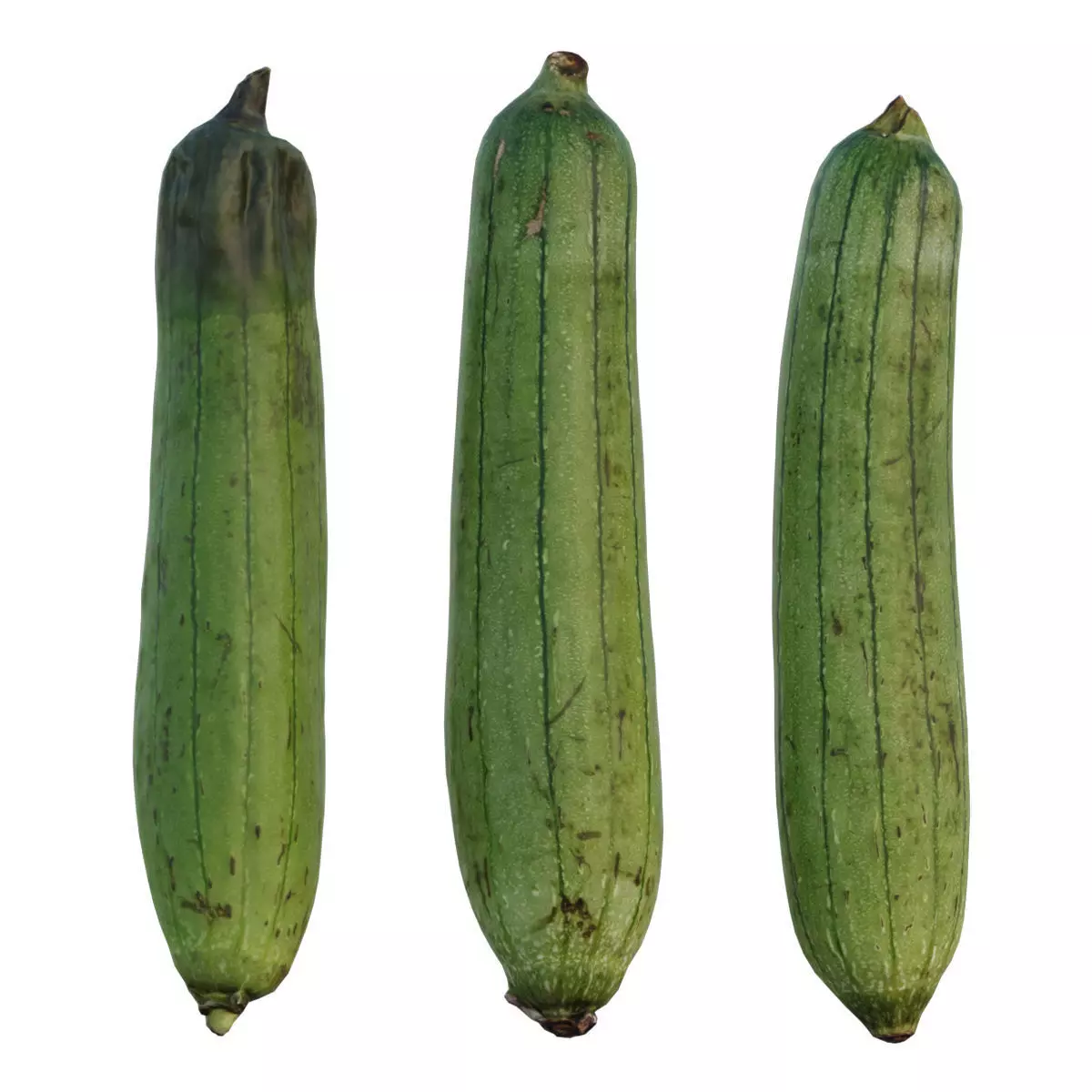 Sponge Gourd 3D model