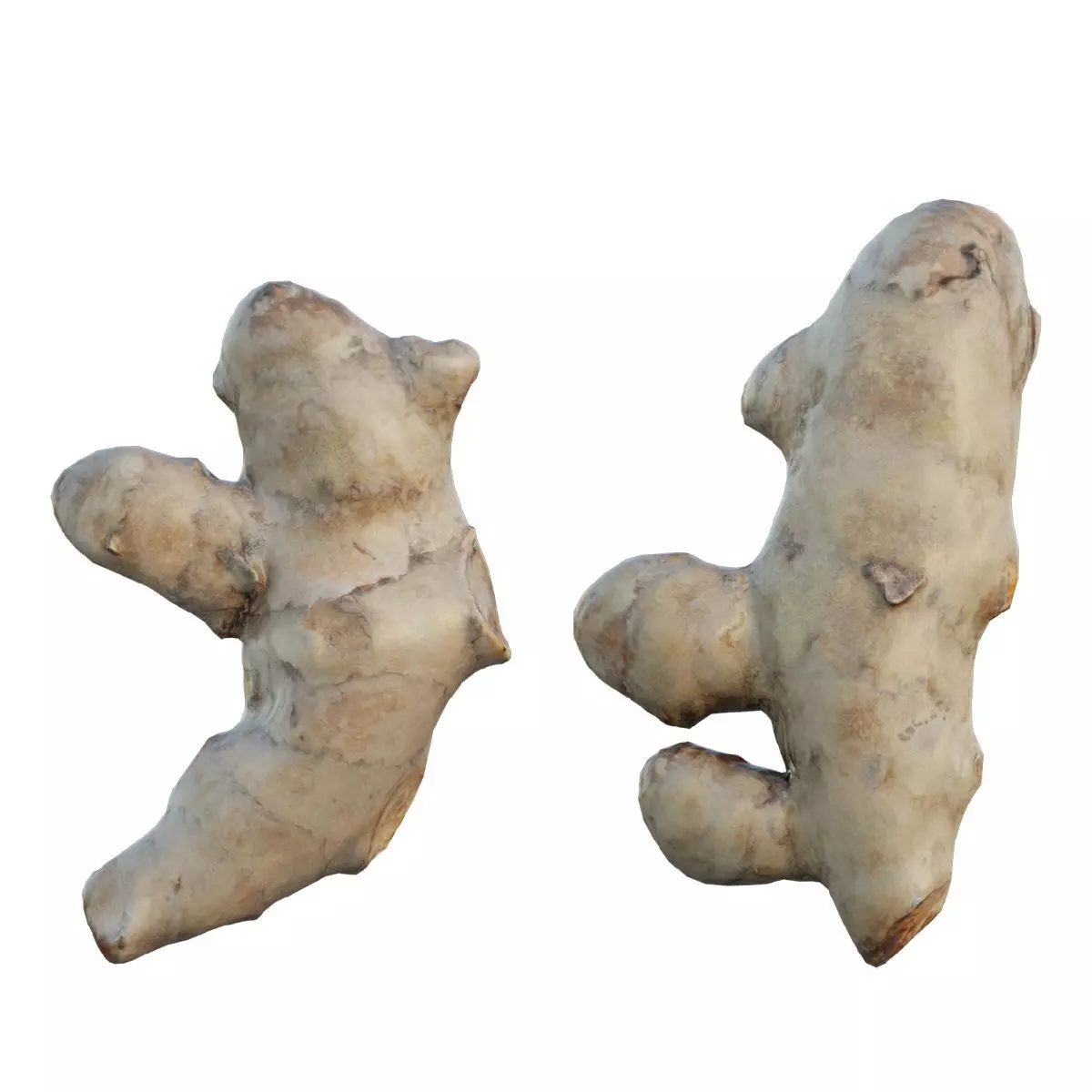 Turmeric two gingers 3D model