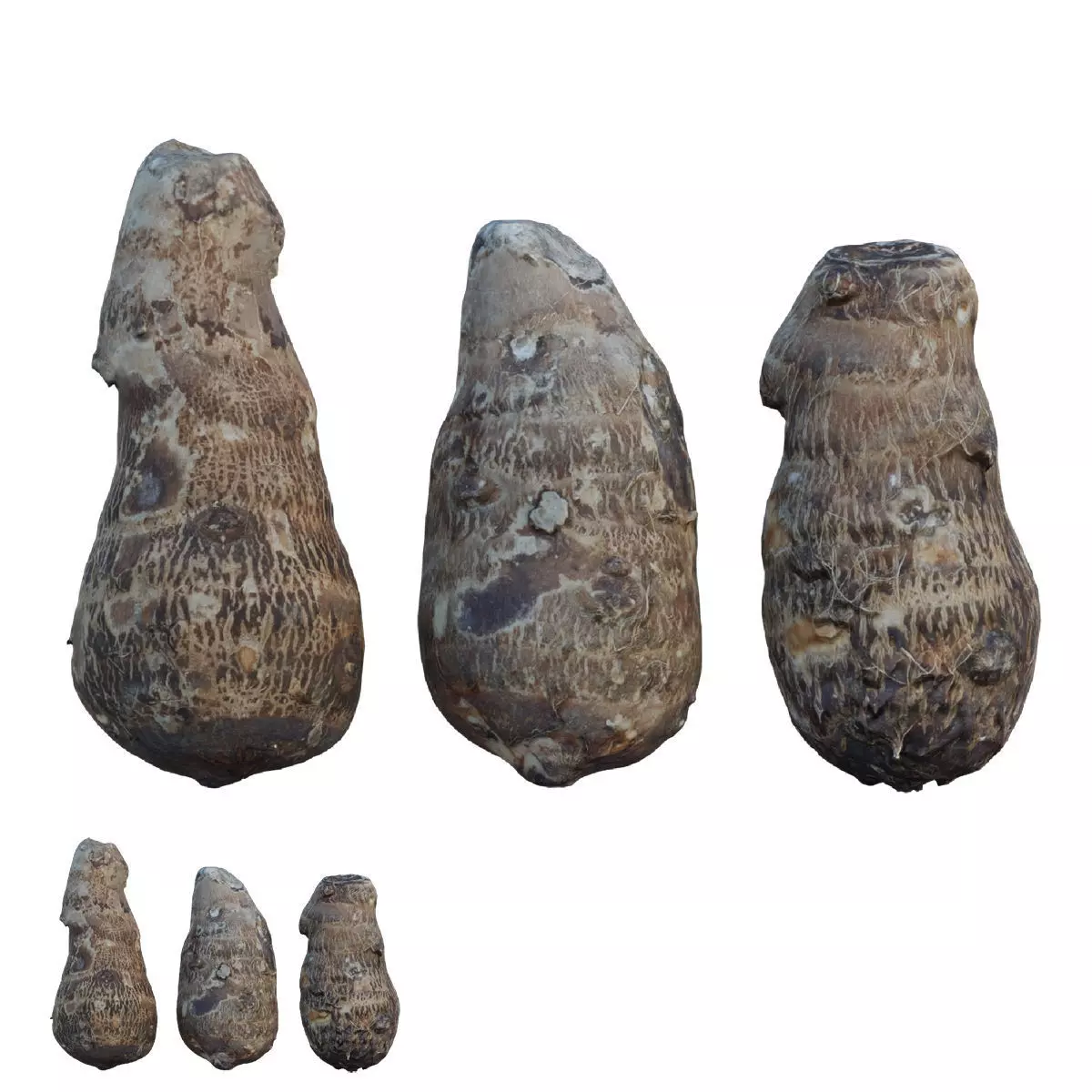 Taro food 3D model