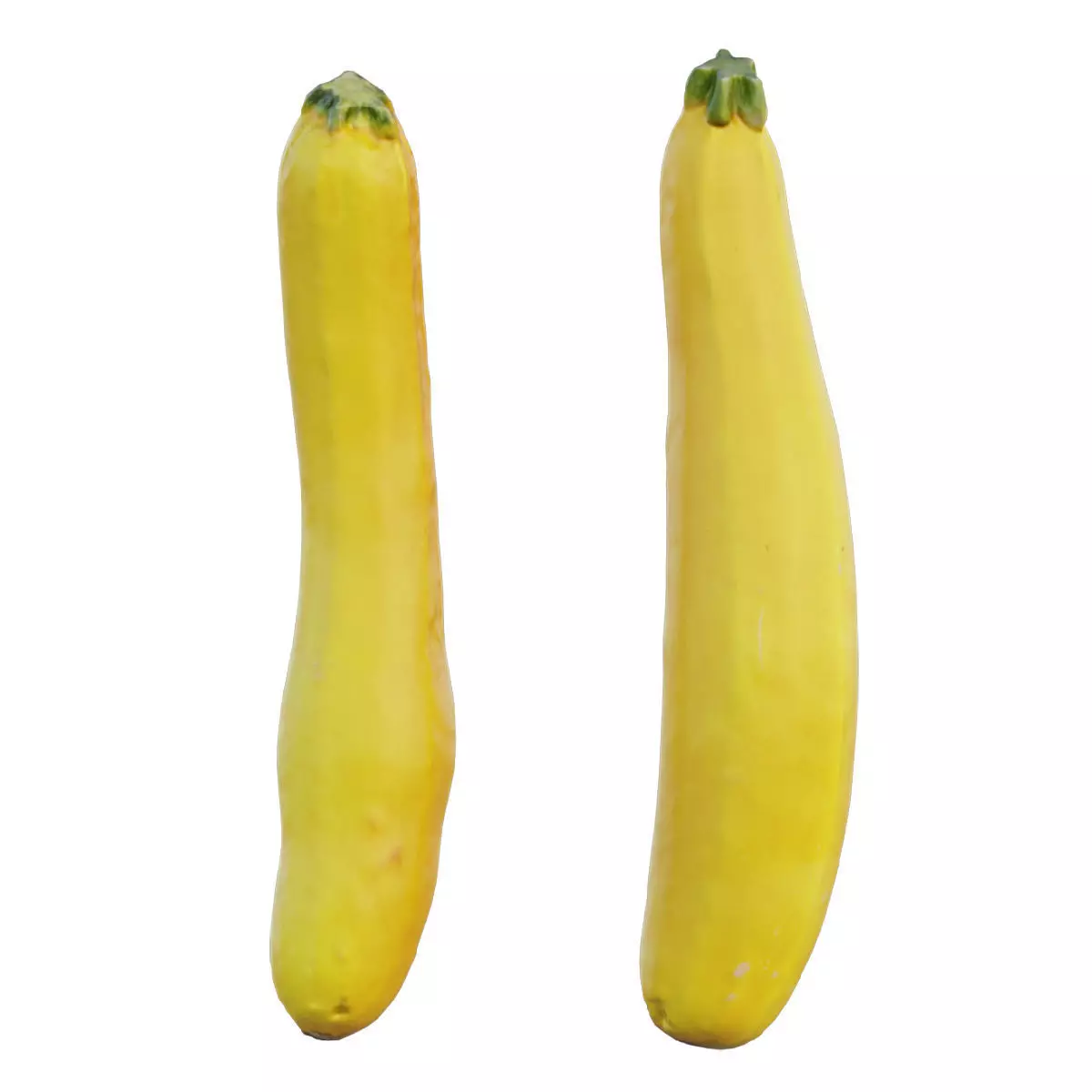 zucchini two squash 3D model