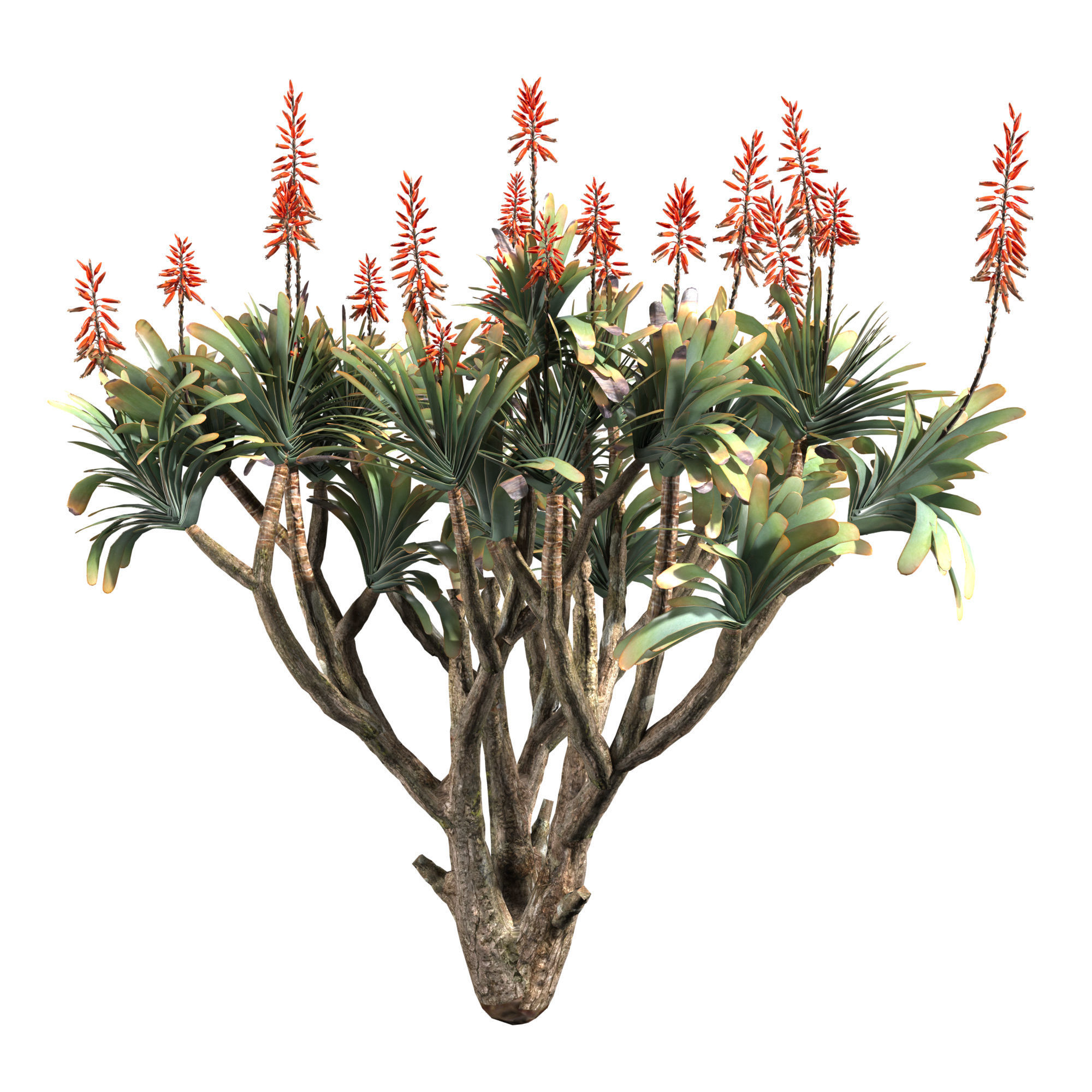 Aloe Plicatilis - Fan Aloe 01 3D model_2