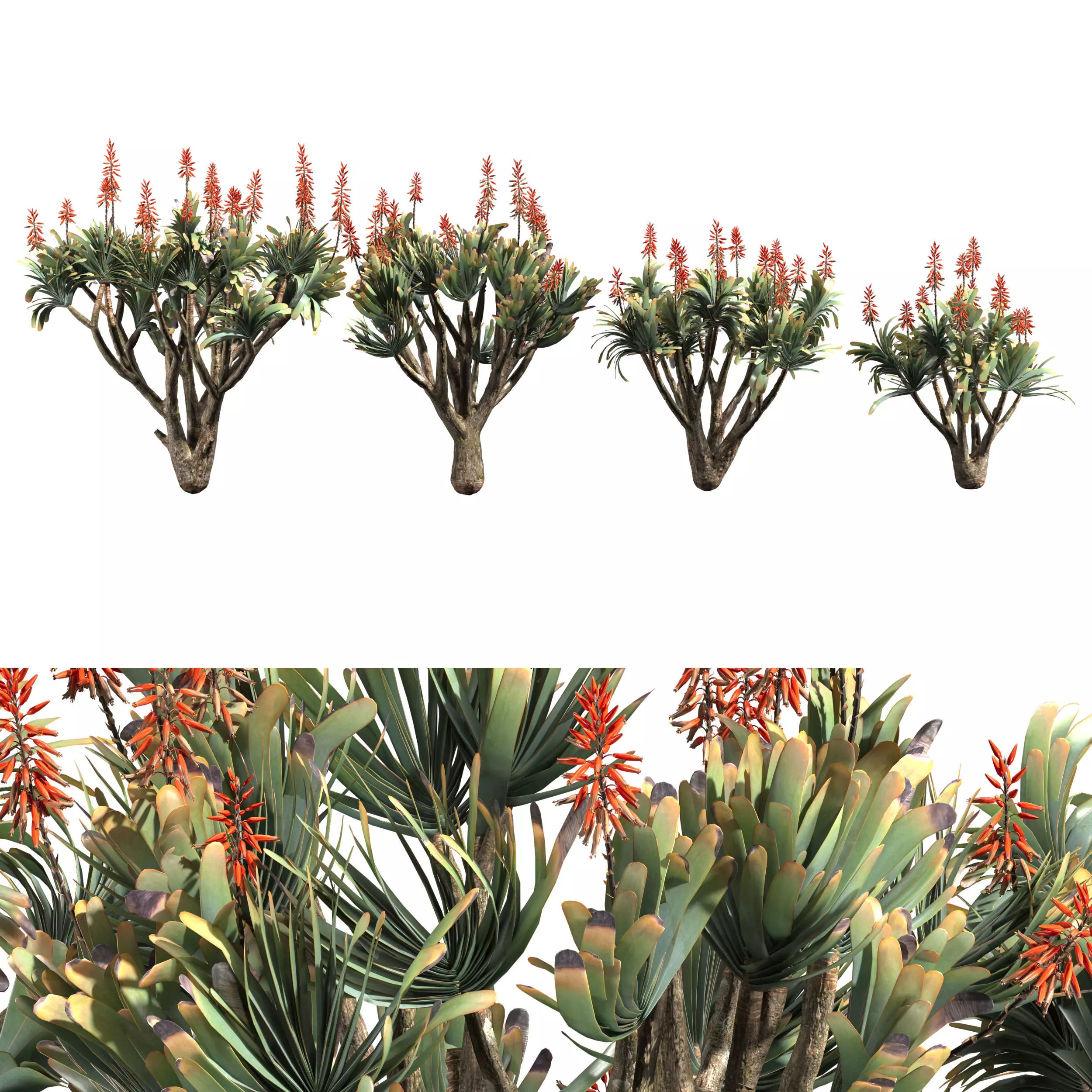 Aloe Plicatilis - Fan Aloe 01 3D model_0