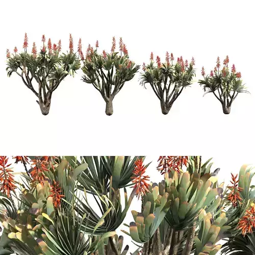 Aloe Plicatilis - Fan Aloe 01