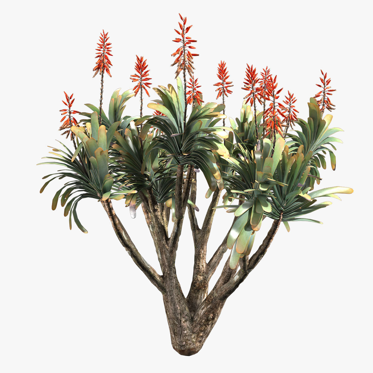 Aloe Plicatilis - Fan Aloe 01 3D model_1