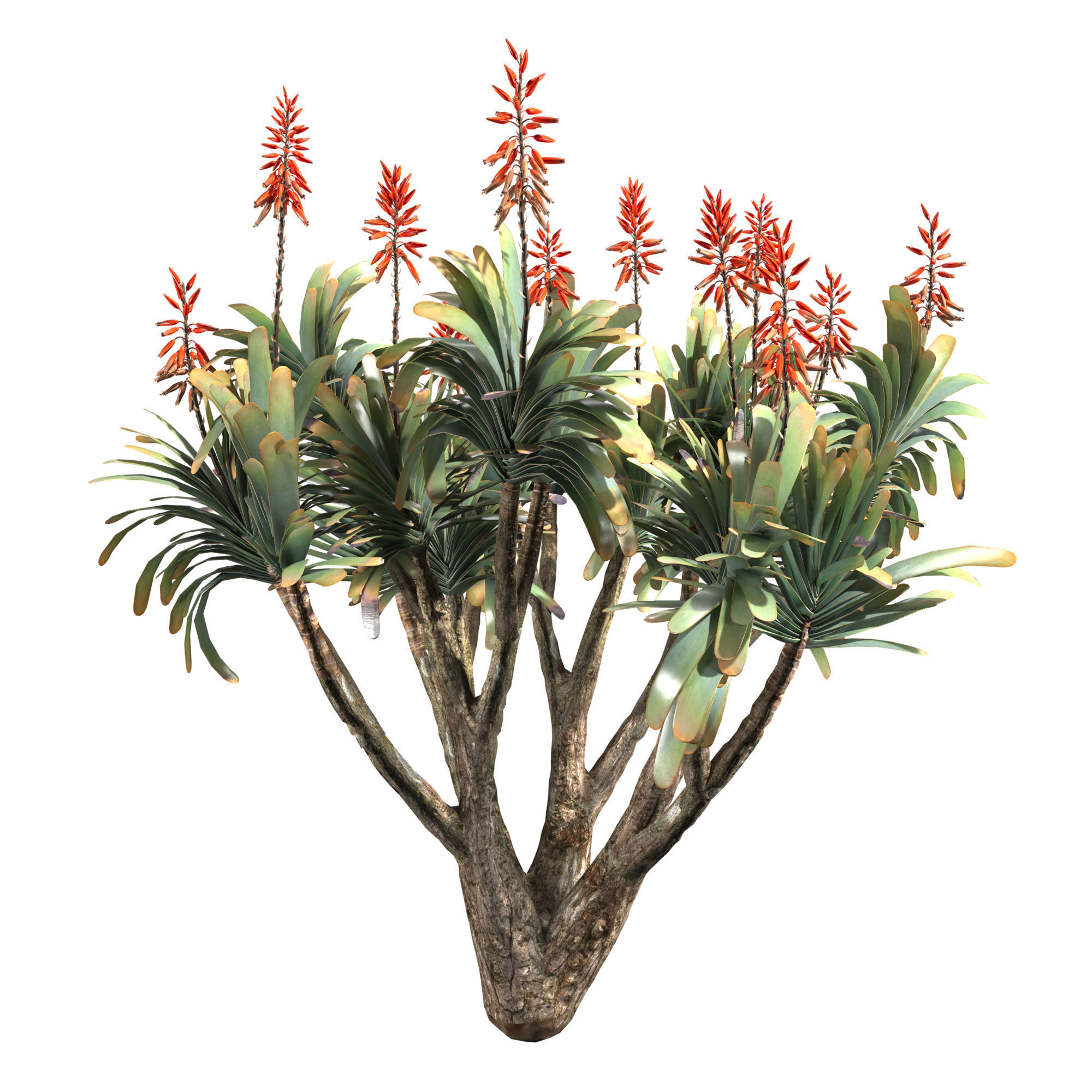 Aloe Plicatilis - Fan Aloe 01 3D model_4