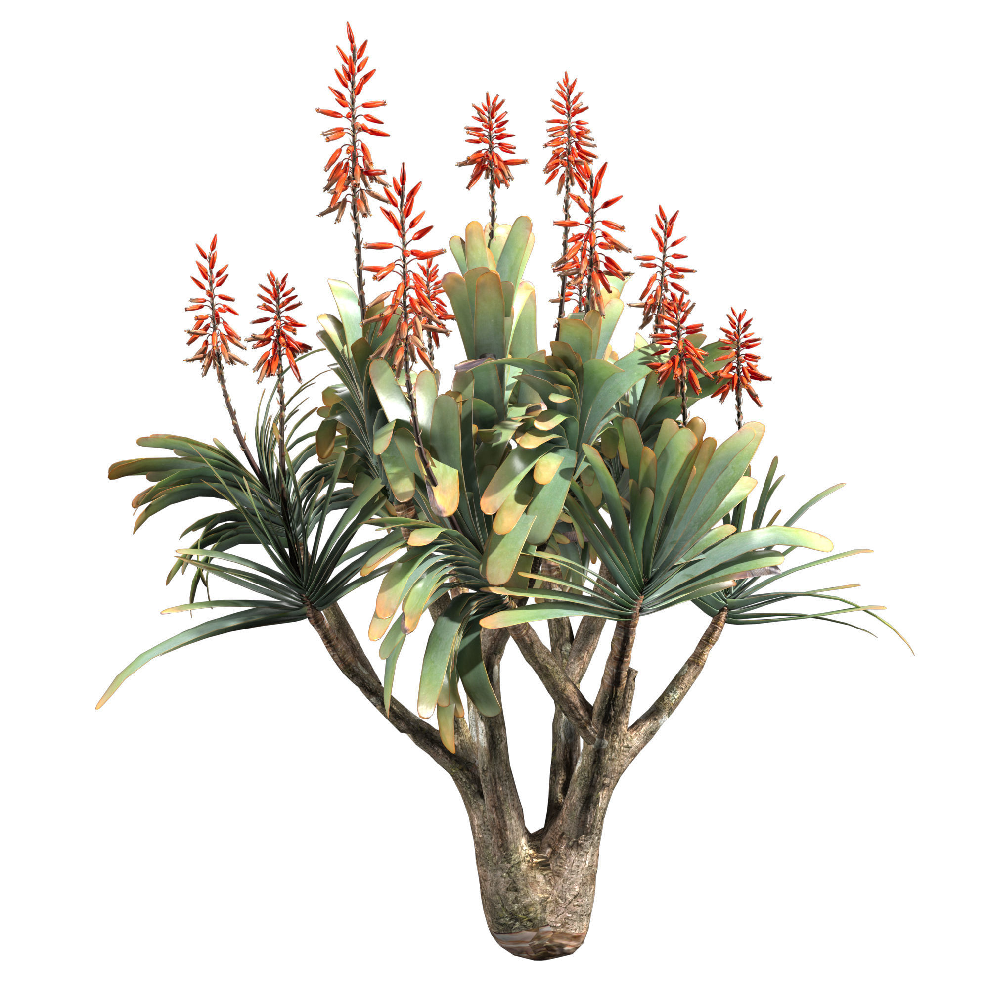 Aloe Plicatilis - Fan Aloe 01 3D model_5