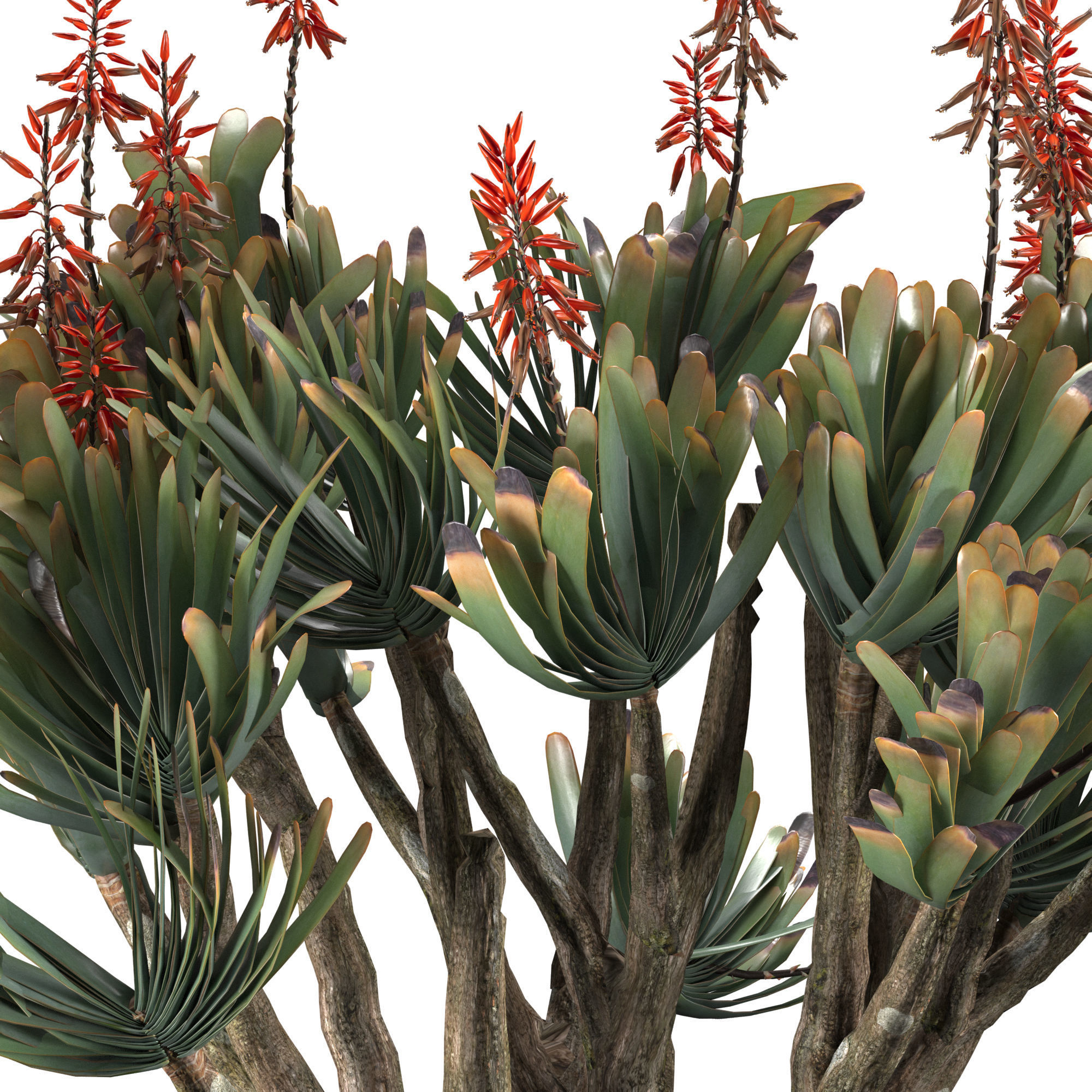 Aloe Plicatilis - Fan Aloe 01 3D model_6