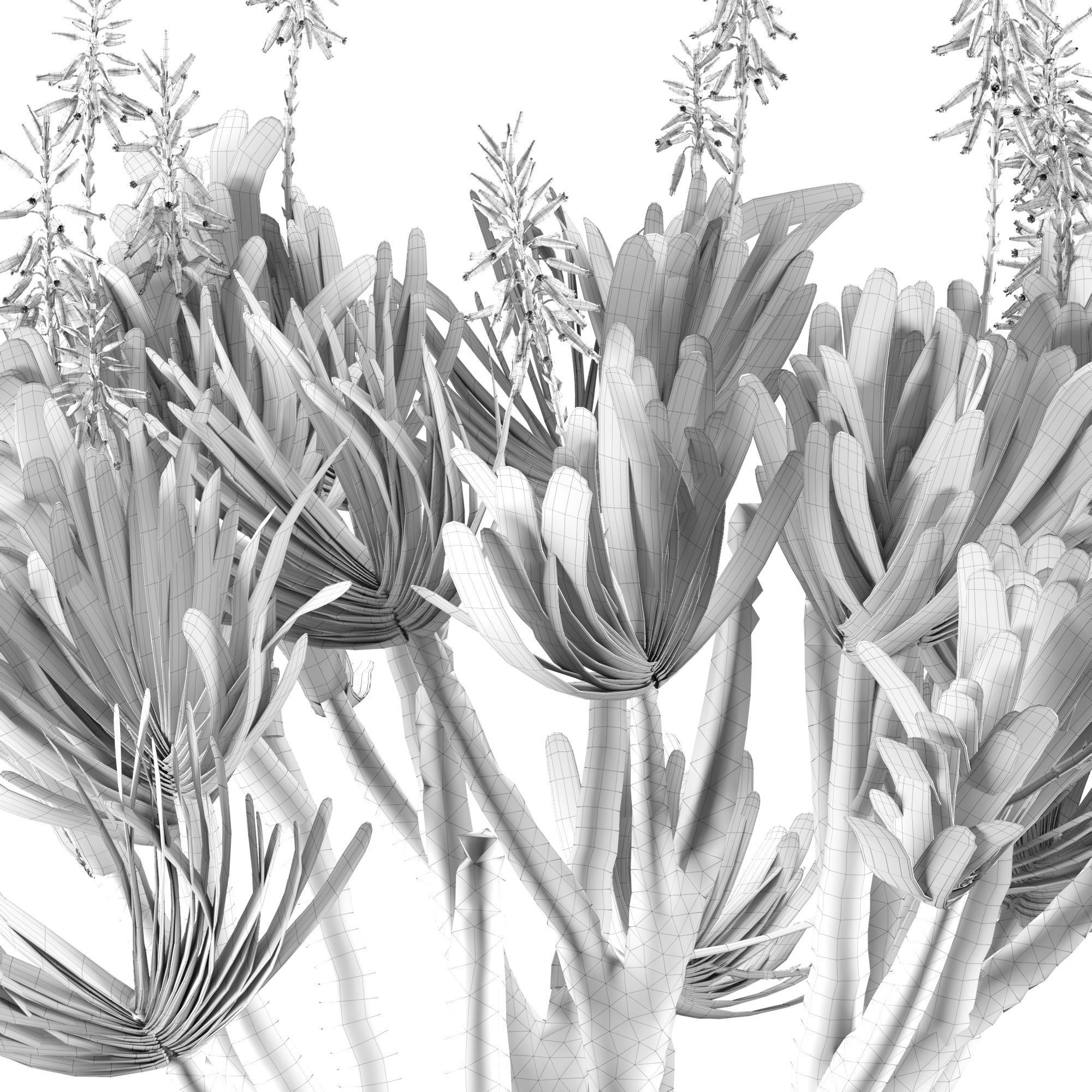 Aloe Plicatilis - Fan Aloe 01 3D model_7