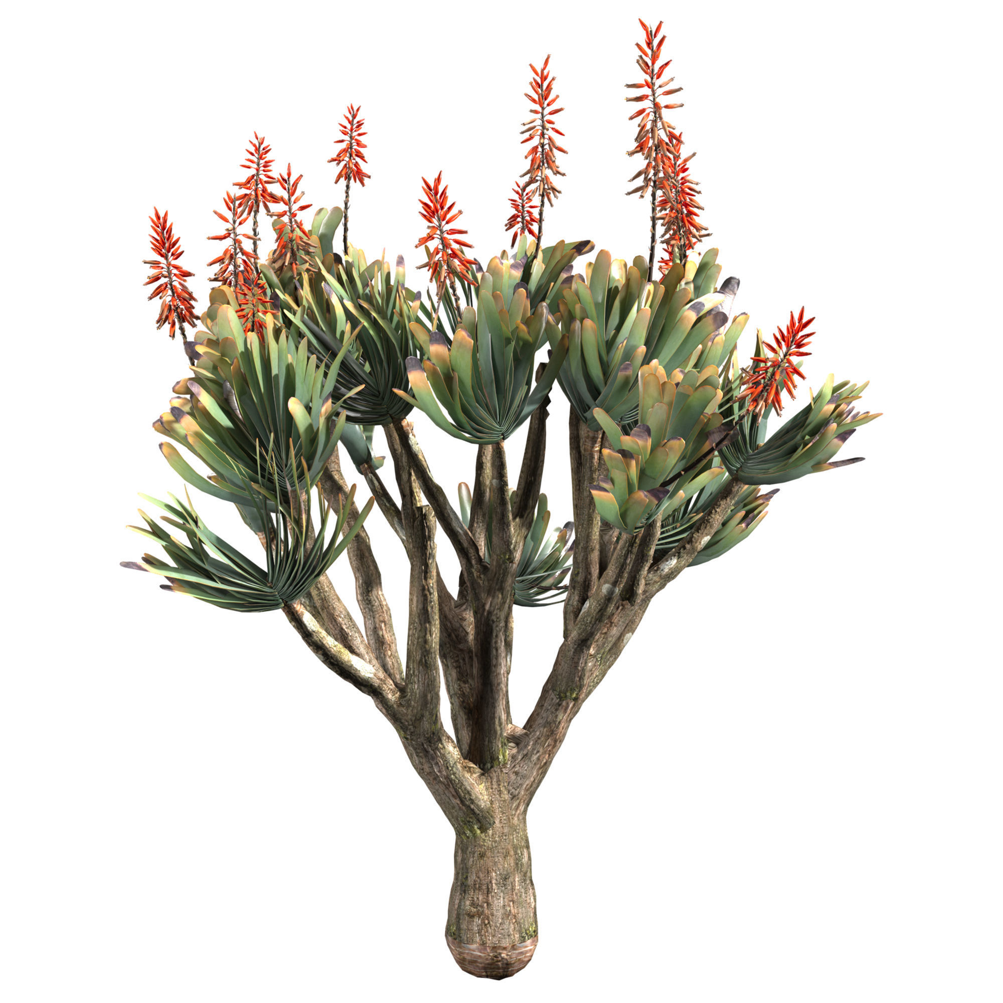 Aloe Plicatilis - Fan Aloe 01 3D model_3
