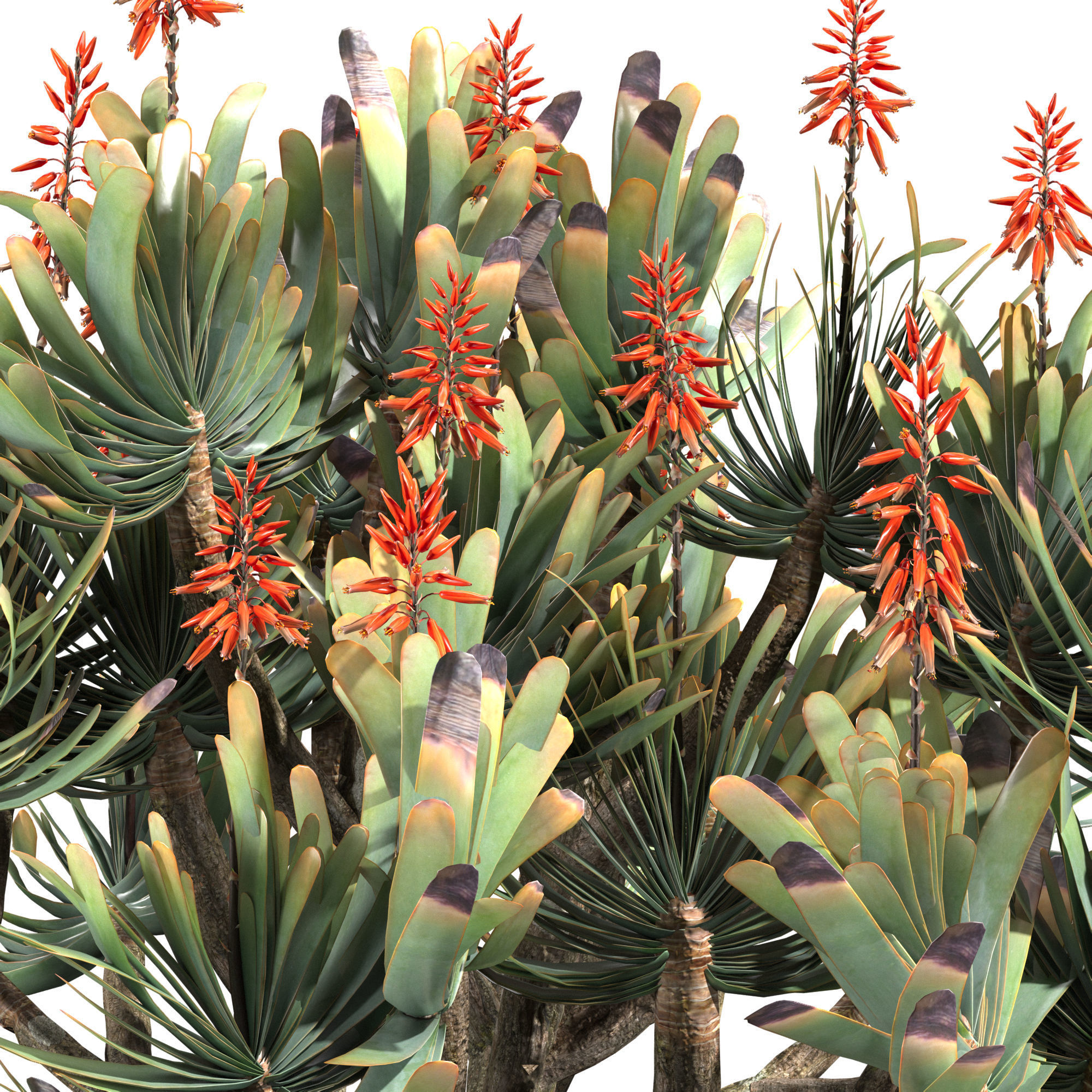 Aloe Plicatilis - Fan Aloe 02 3D model_5