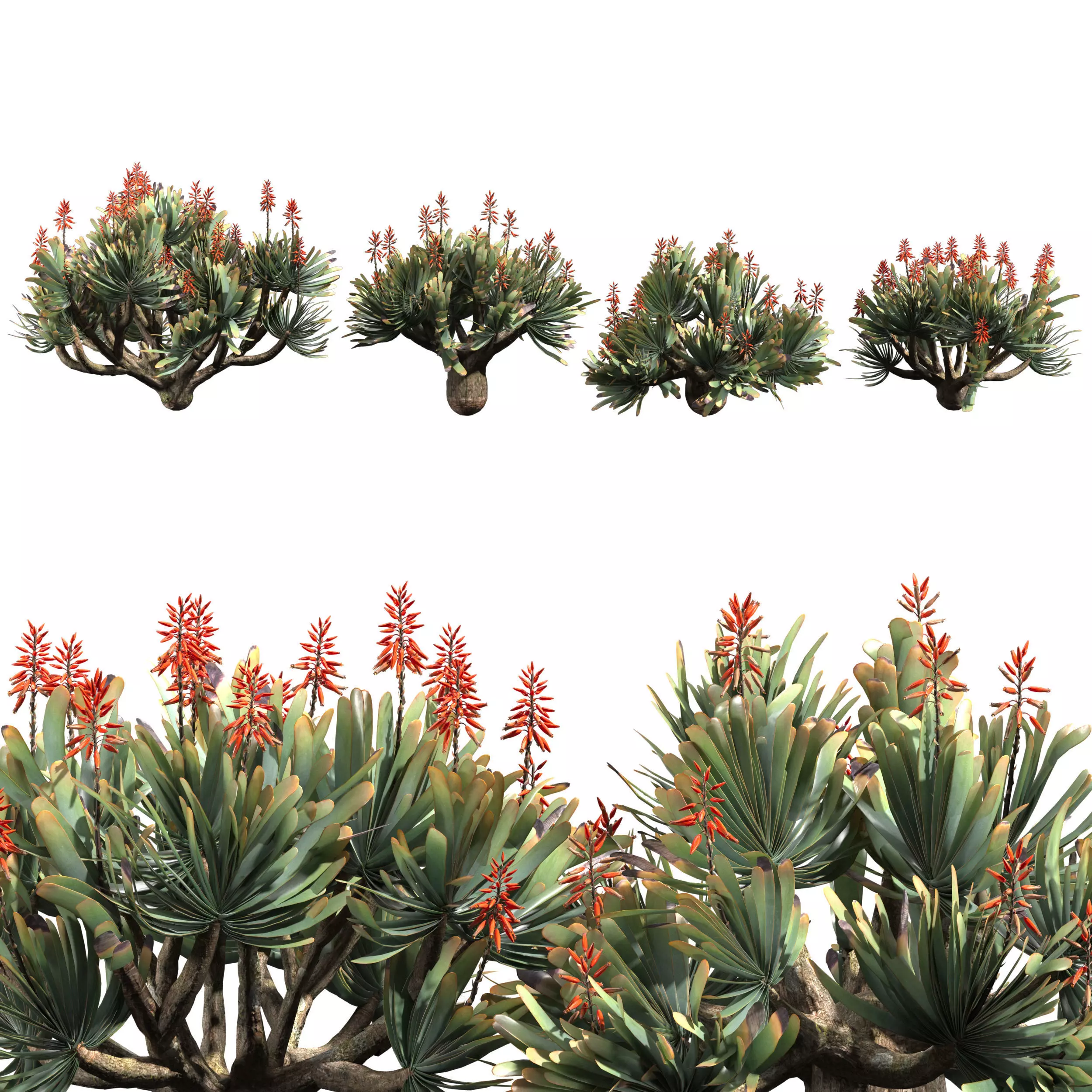 Aloe Plicatilis - Fan Aloe 02 3D model_0