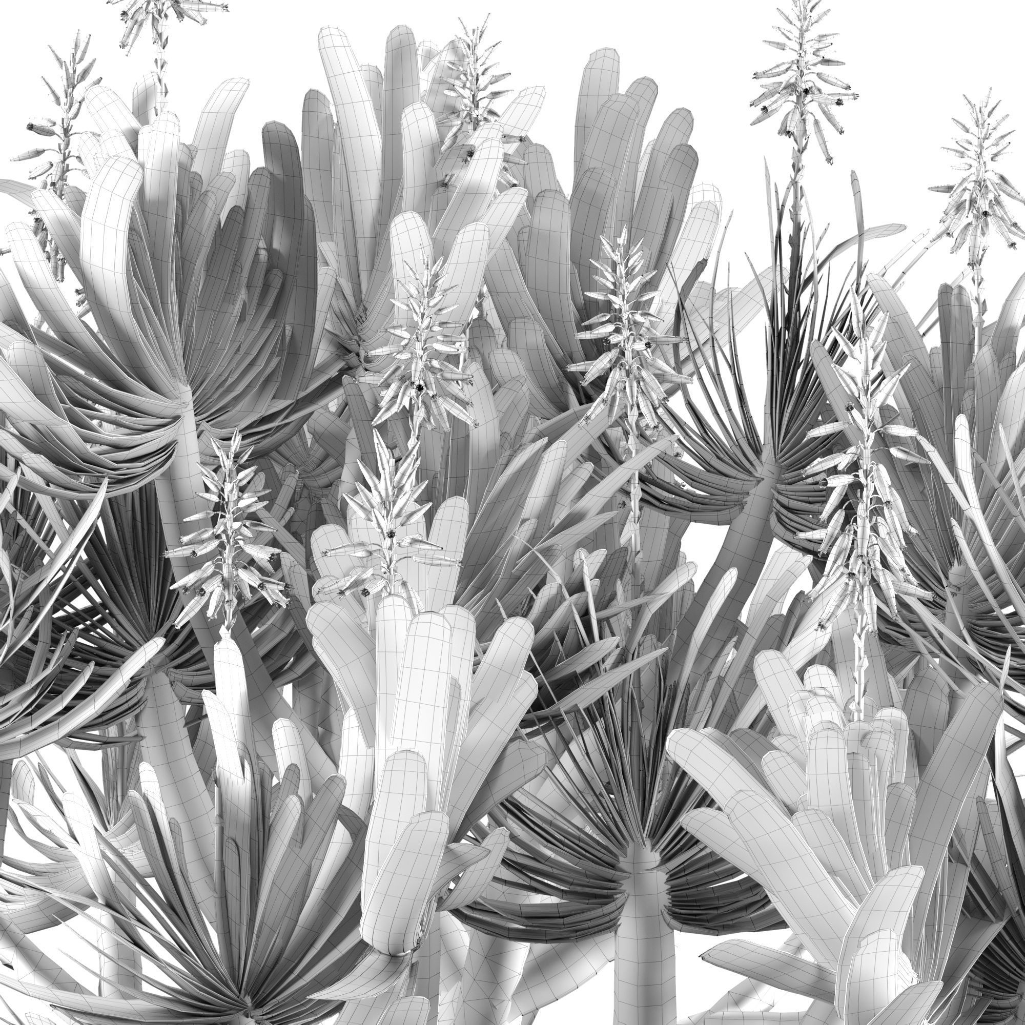 Aloe Plicatilis - Fan Aloe 02 3D model_6