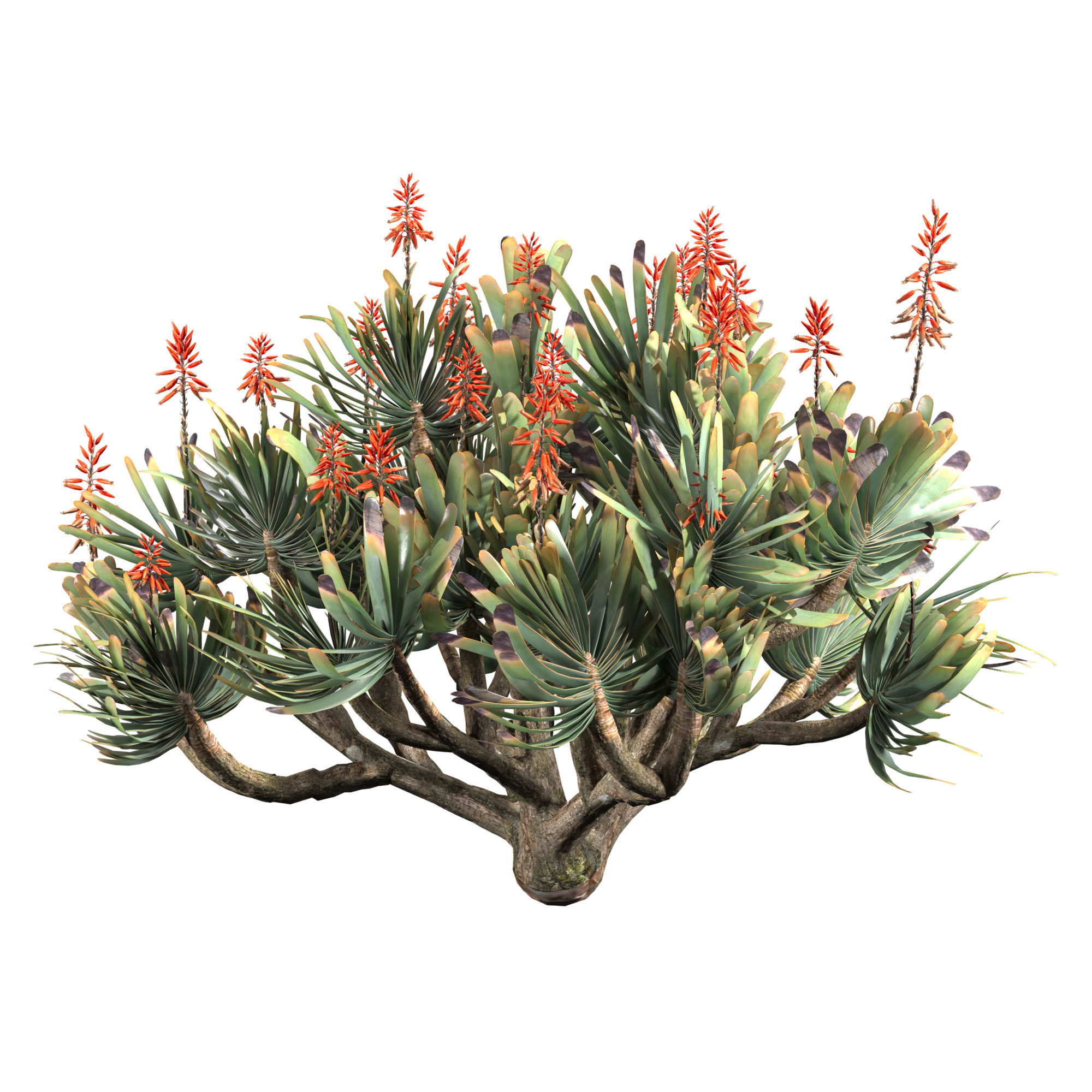 Aloe Plicatilis - Fan Aloe 02 3D model_1