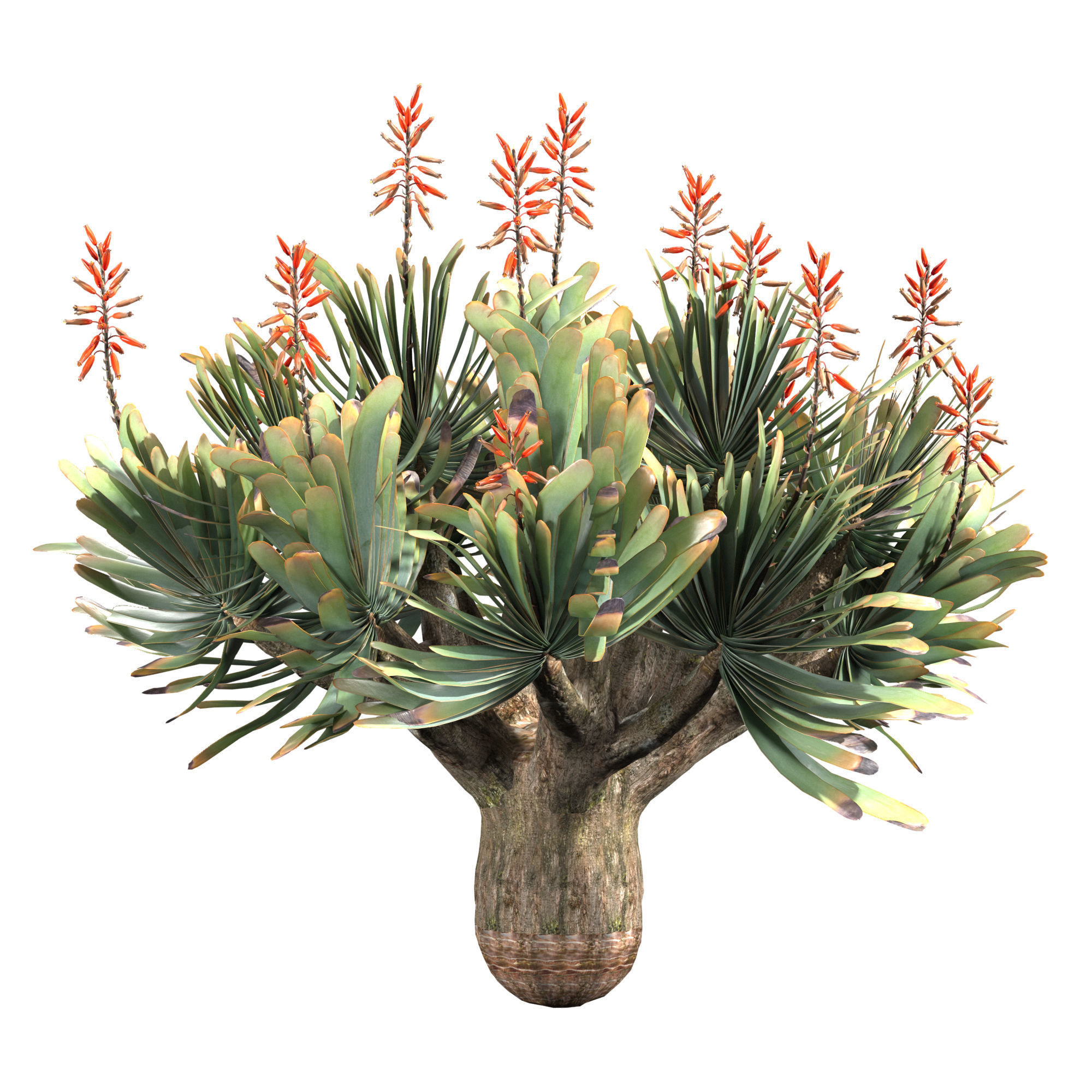 Aloe Plicatilis - Fan Aloe 02 3D model_2