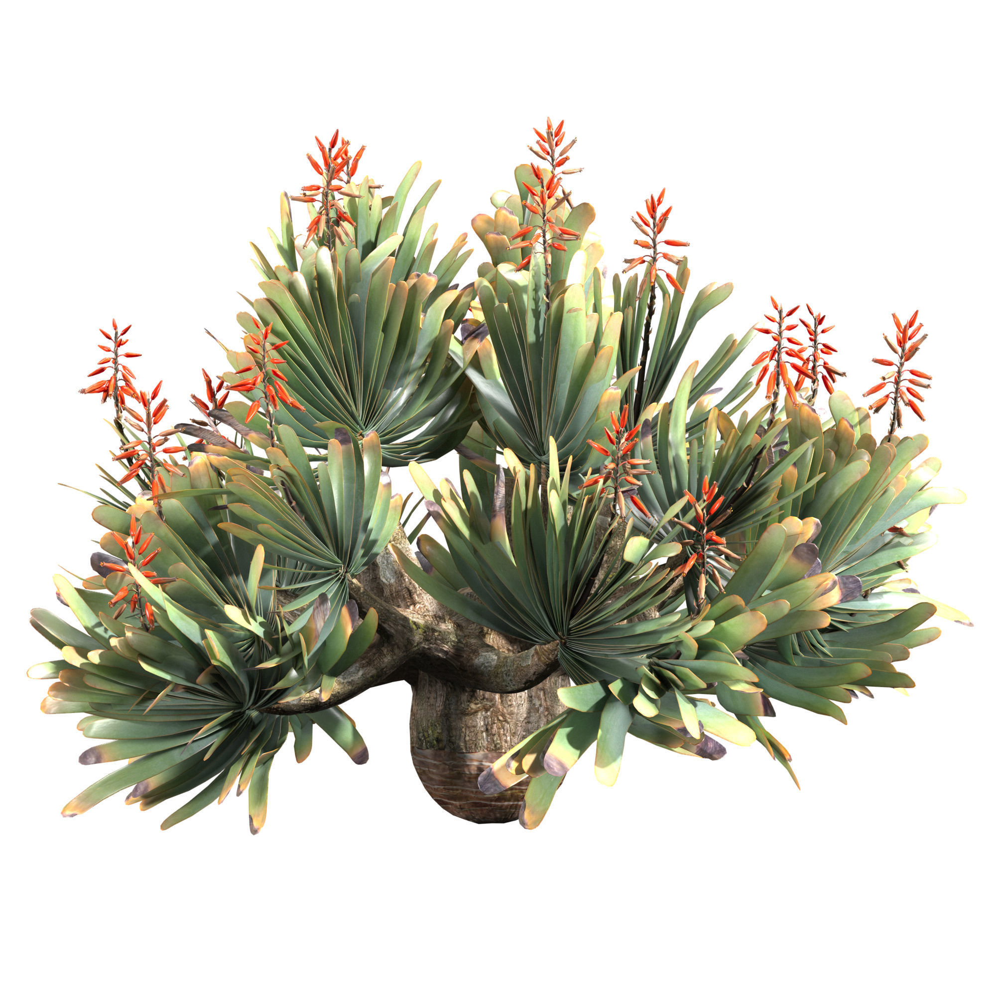 Aloe Plicatilis - Fan Aloe 02 3D model_4