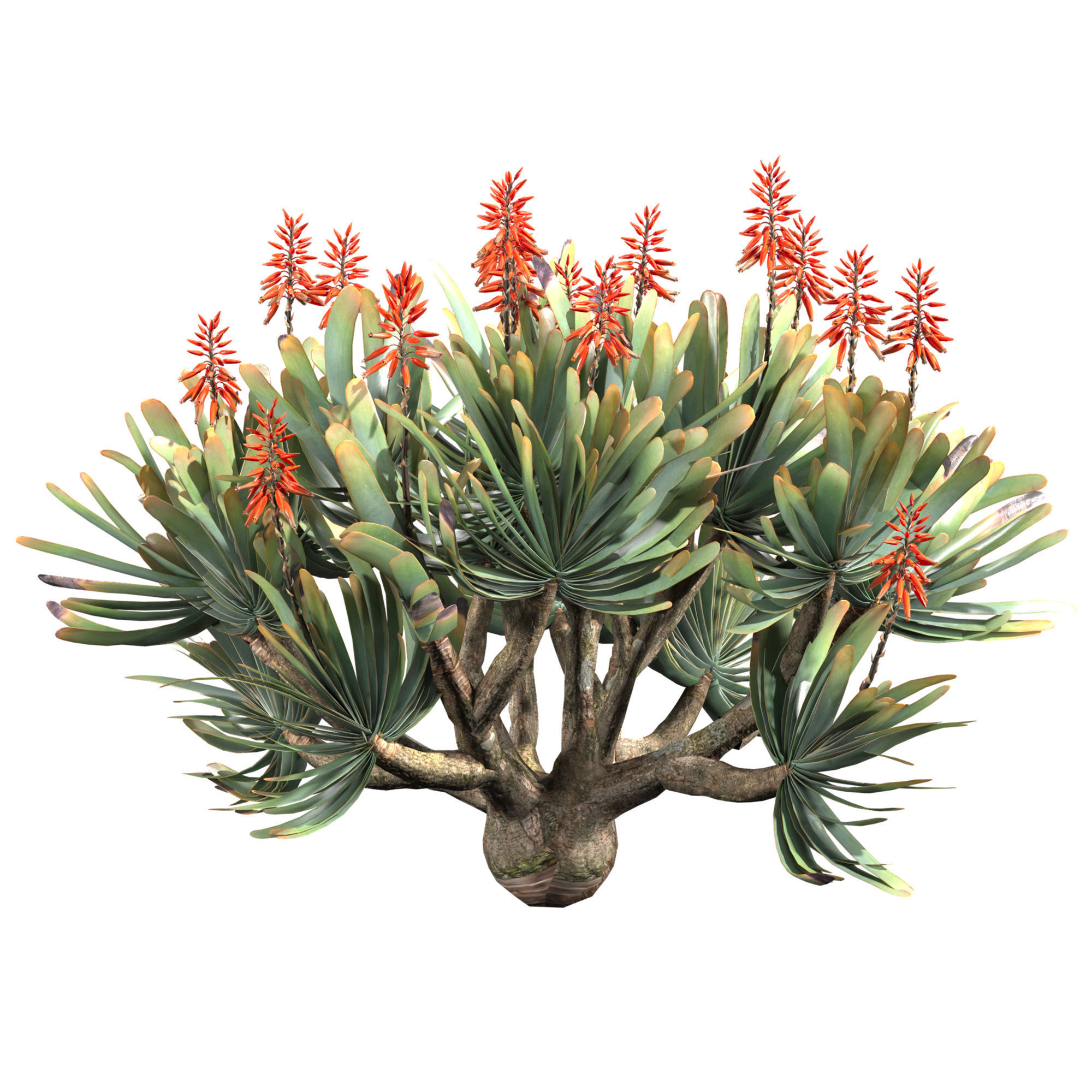 Aloe Plicatilis - Fan Aloe 02 3D model_3