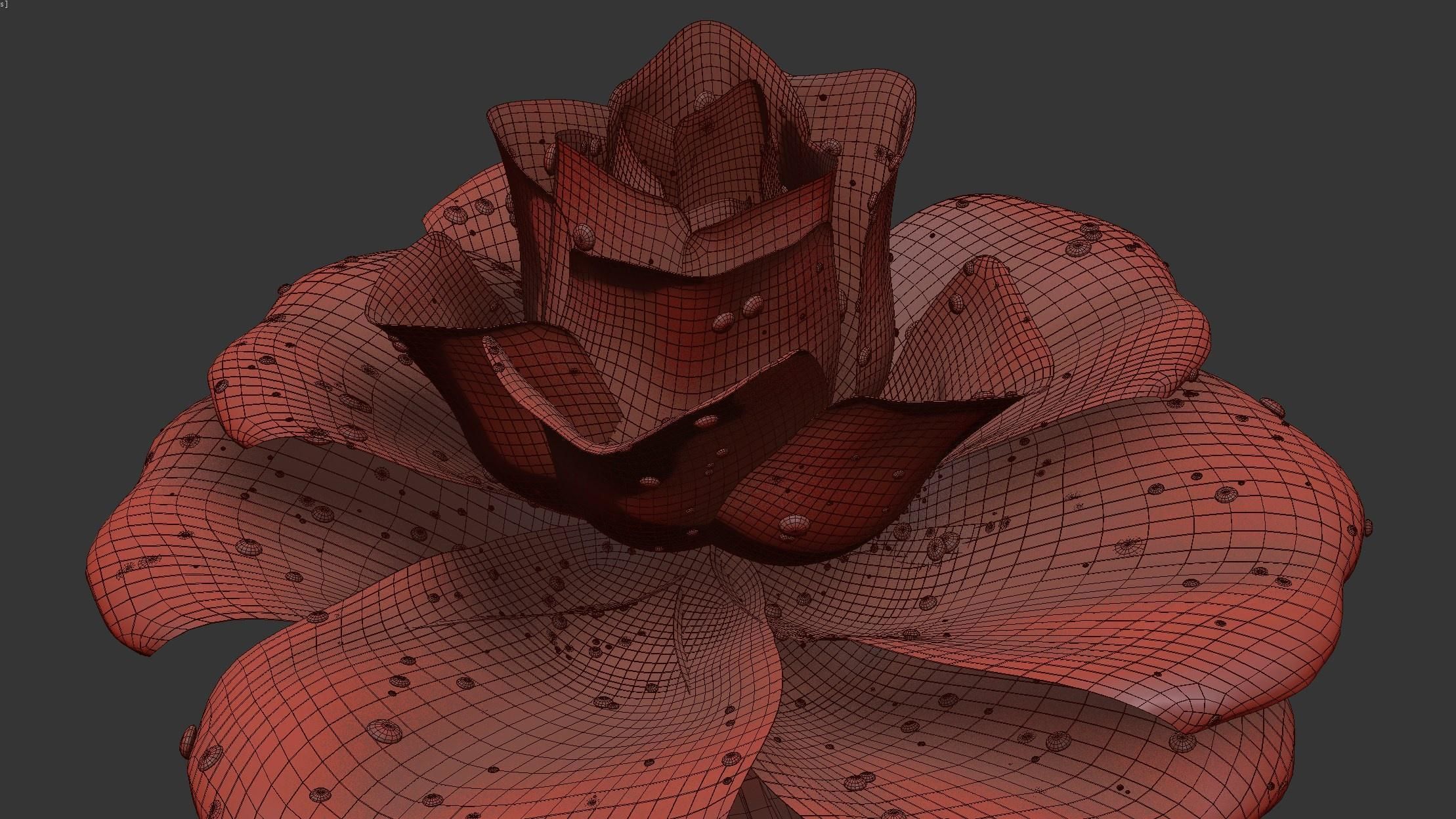 Rose Flower Growth Animation 3D model_13