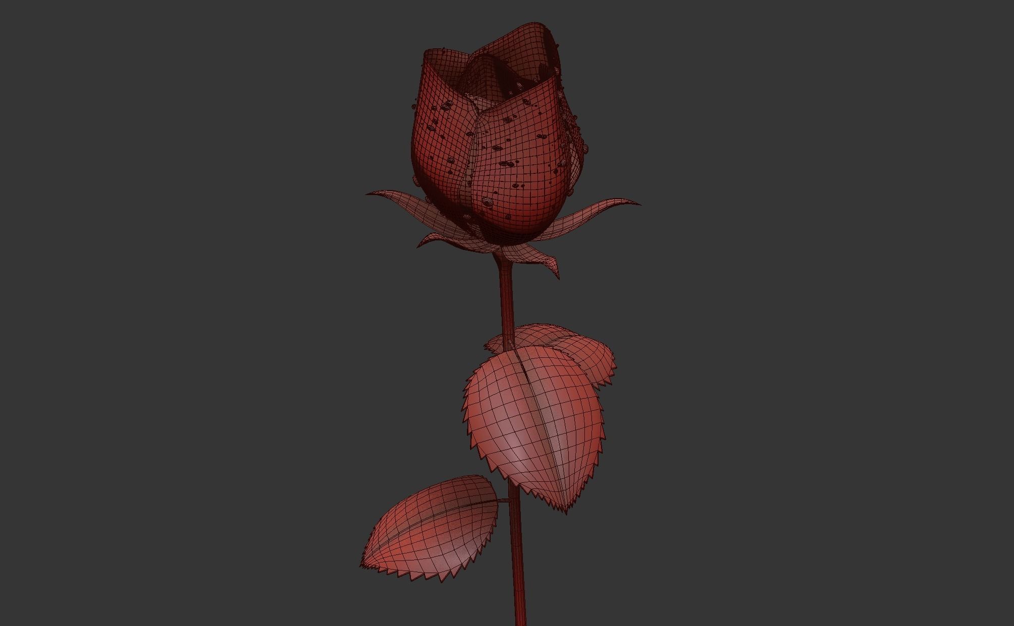Rose Flower Growth Animation 3D model_9