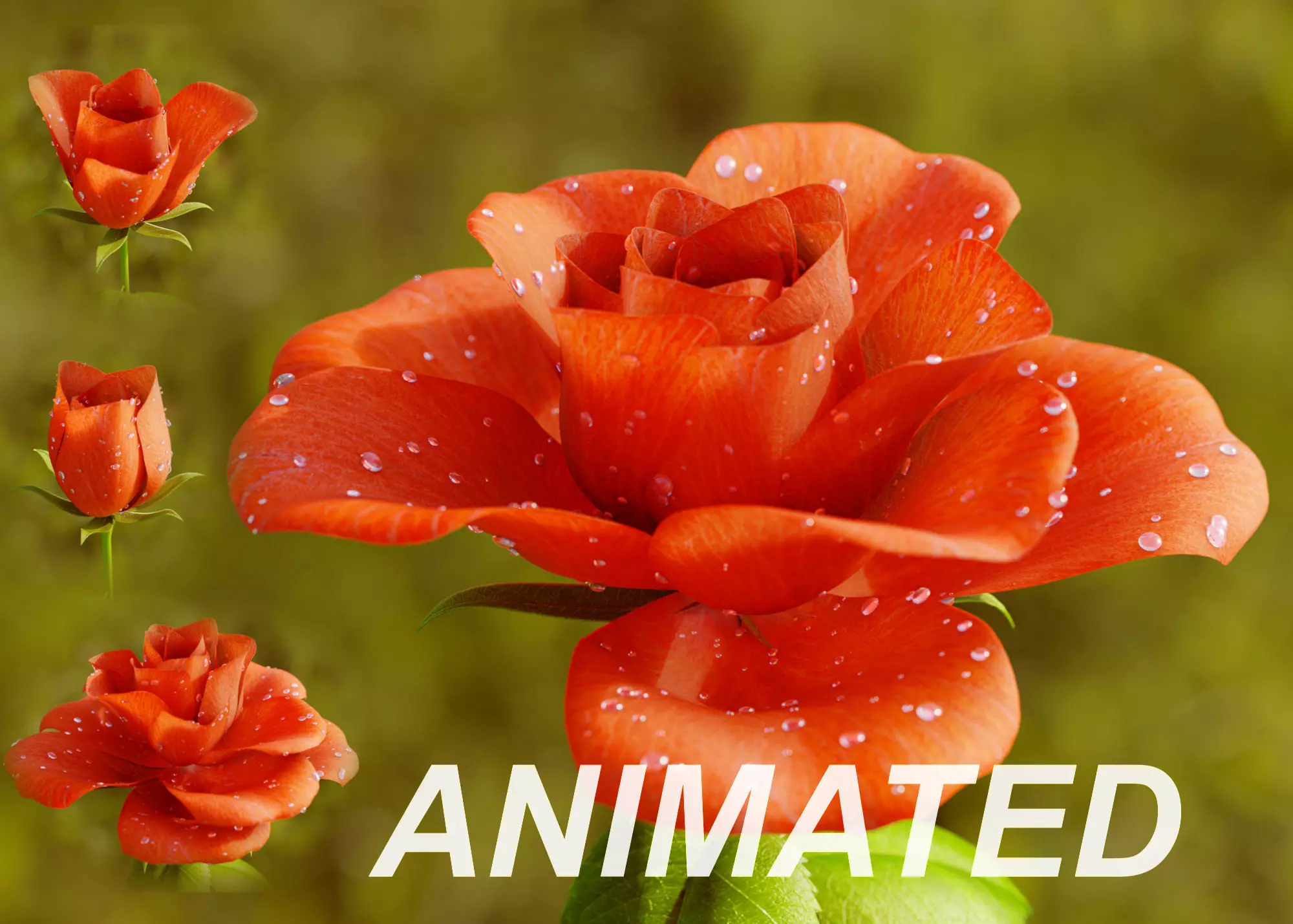 Rose Flower Growth Animation 3D model_0