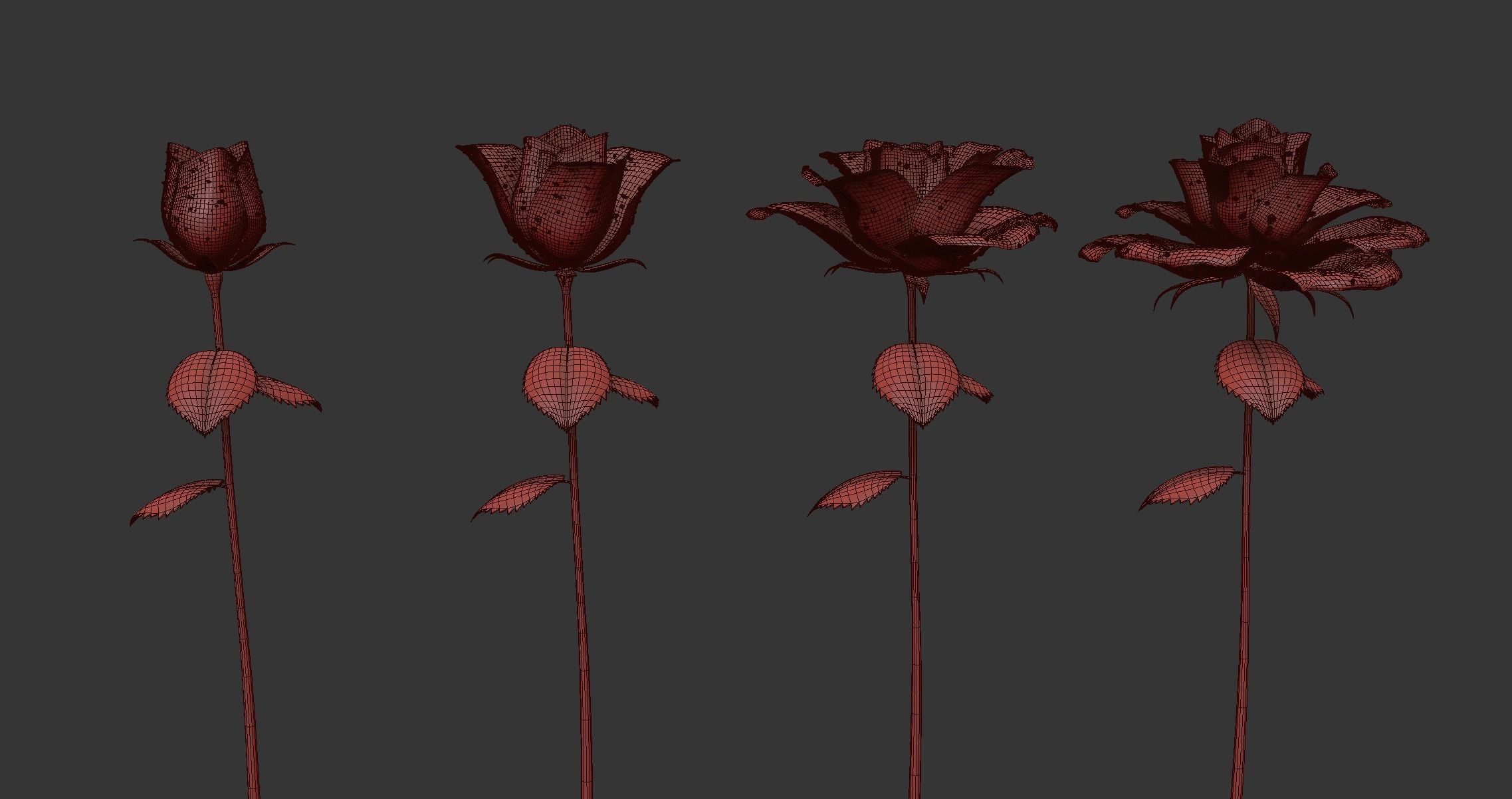 Rose Flower Growth Animation 3D model_14