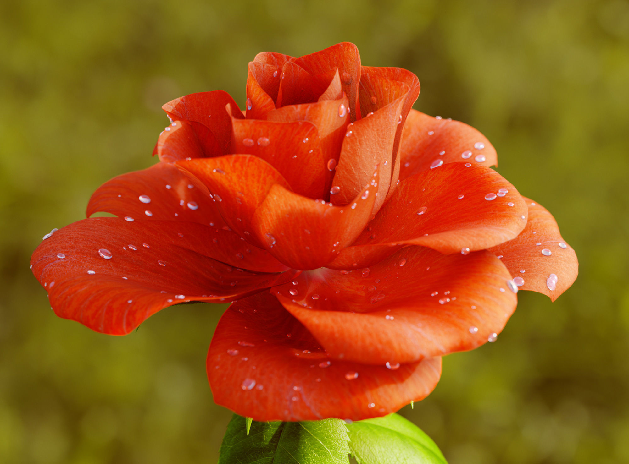 Rose Flower Growth Animation 3D model_6