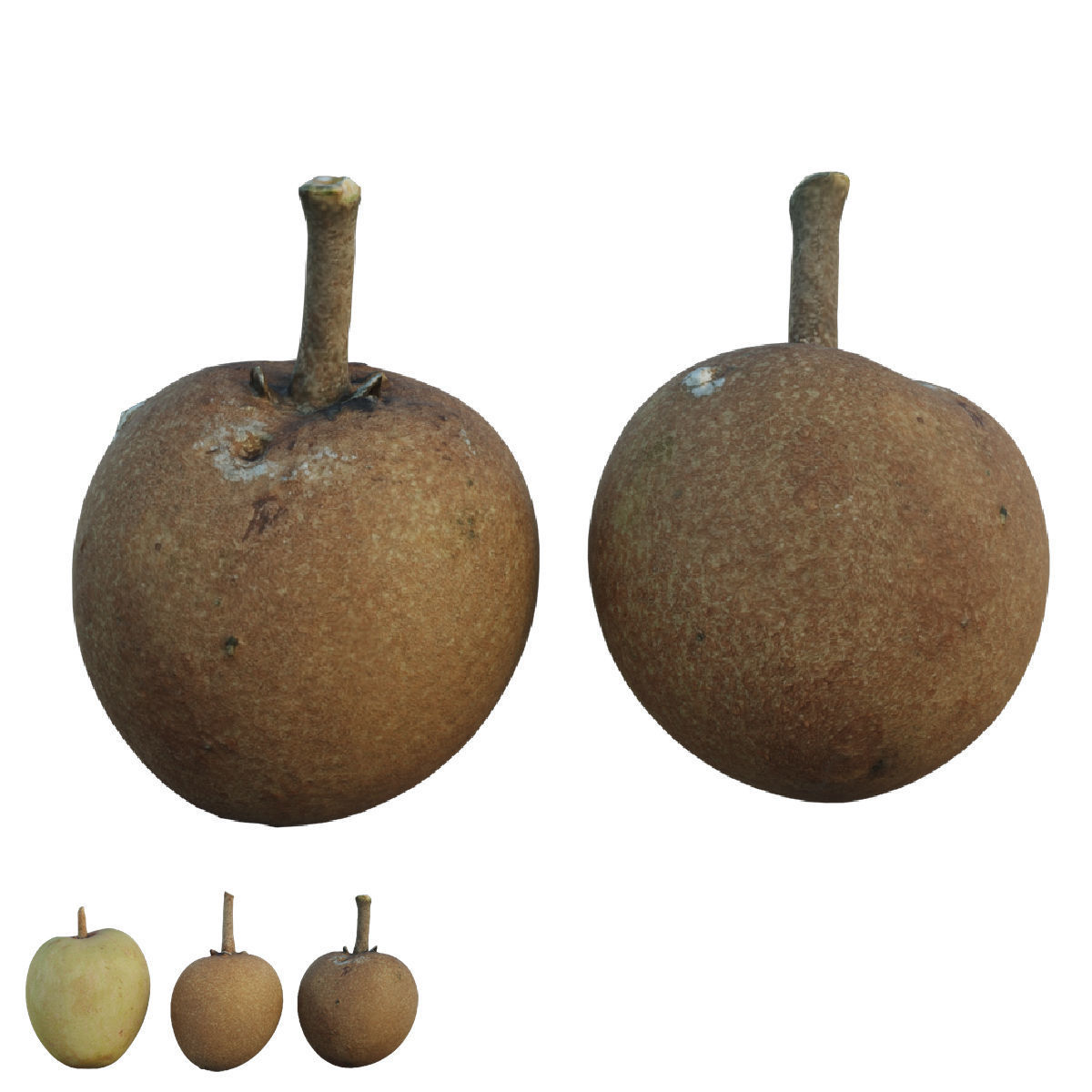 Sapote two mangoes 3D model_5