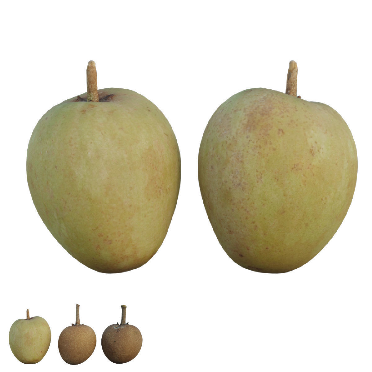 Sapote two mangoes 3D model_3